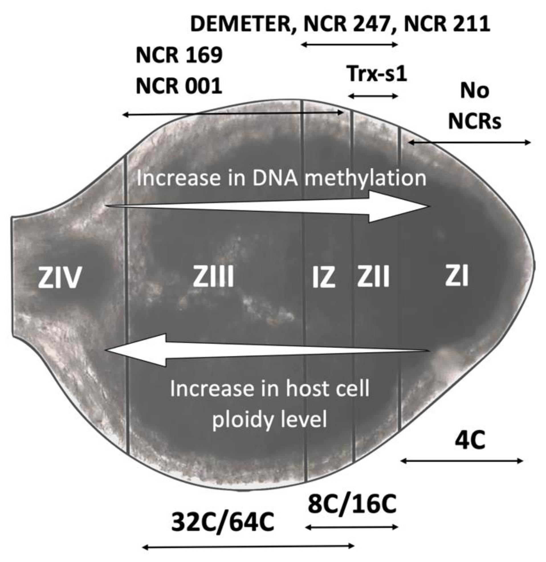 Genes 11 00348 g001 Genes 11 00348 g001