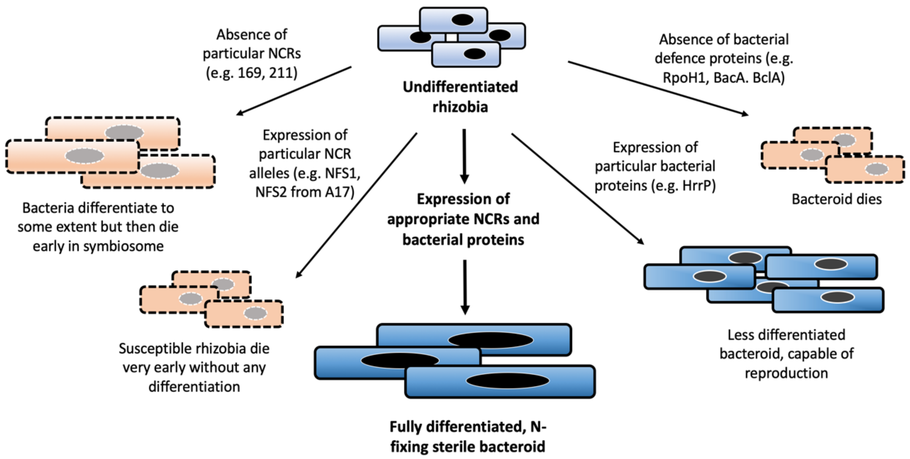 Genes 11 00348 g004 Genes 11 00348 g004