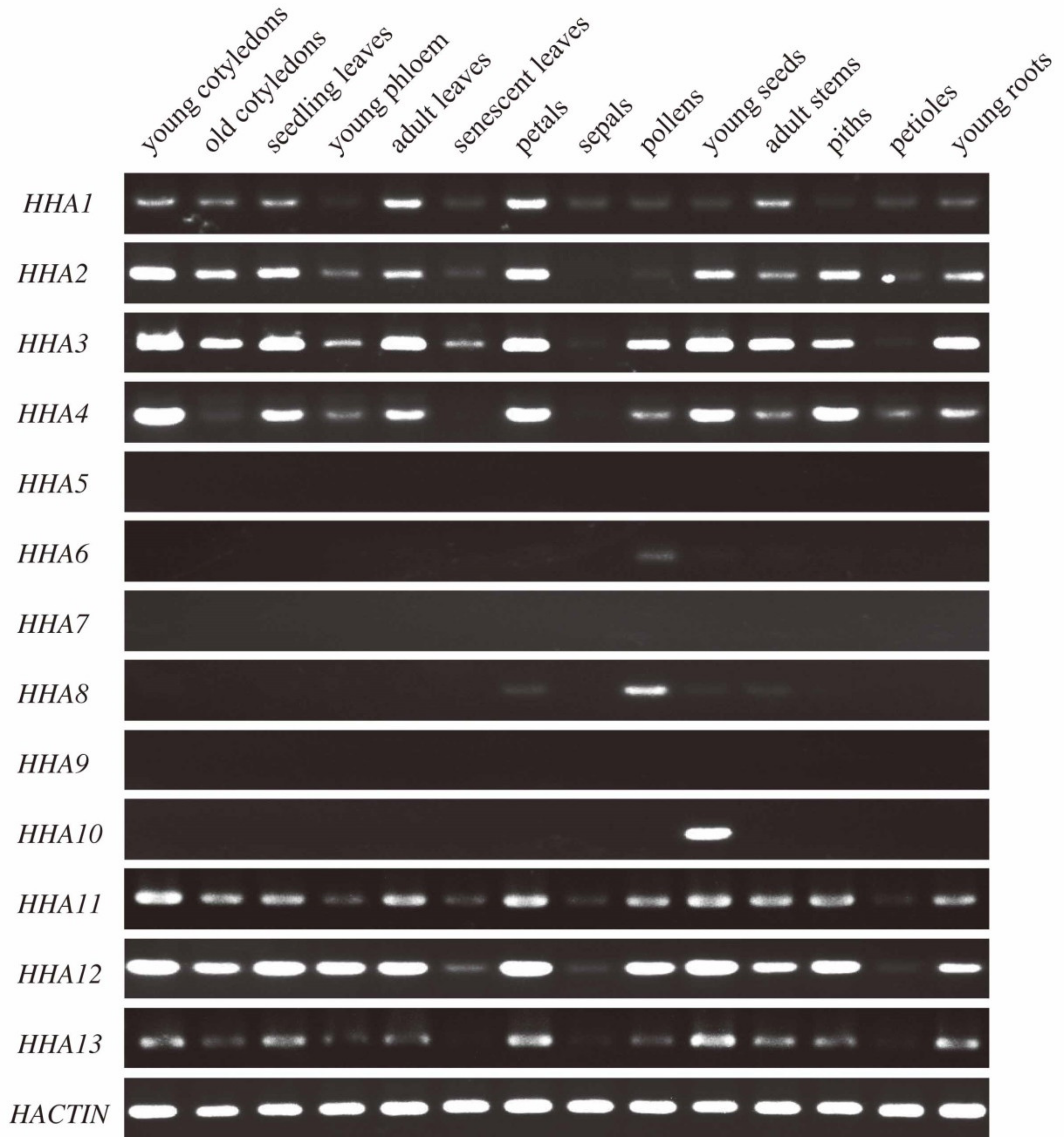 Genes 11 00361 g005 Genes 11 00361 g005