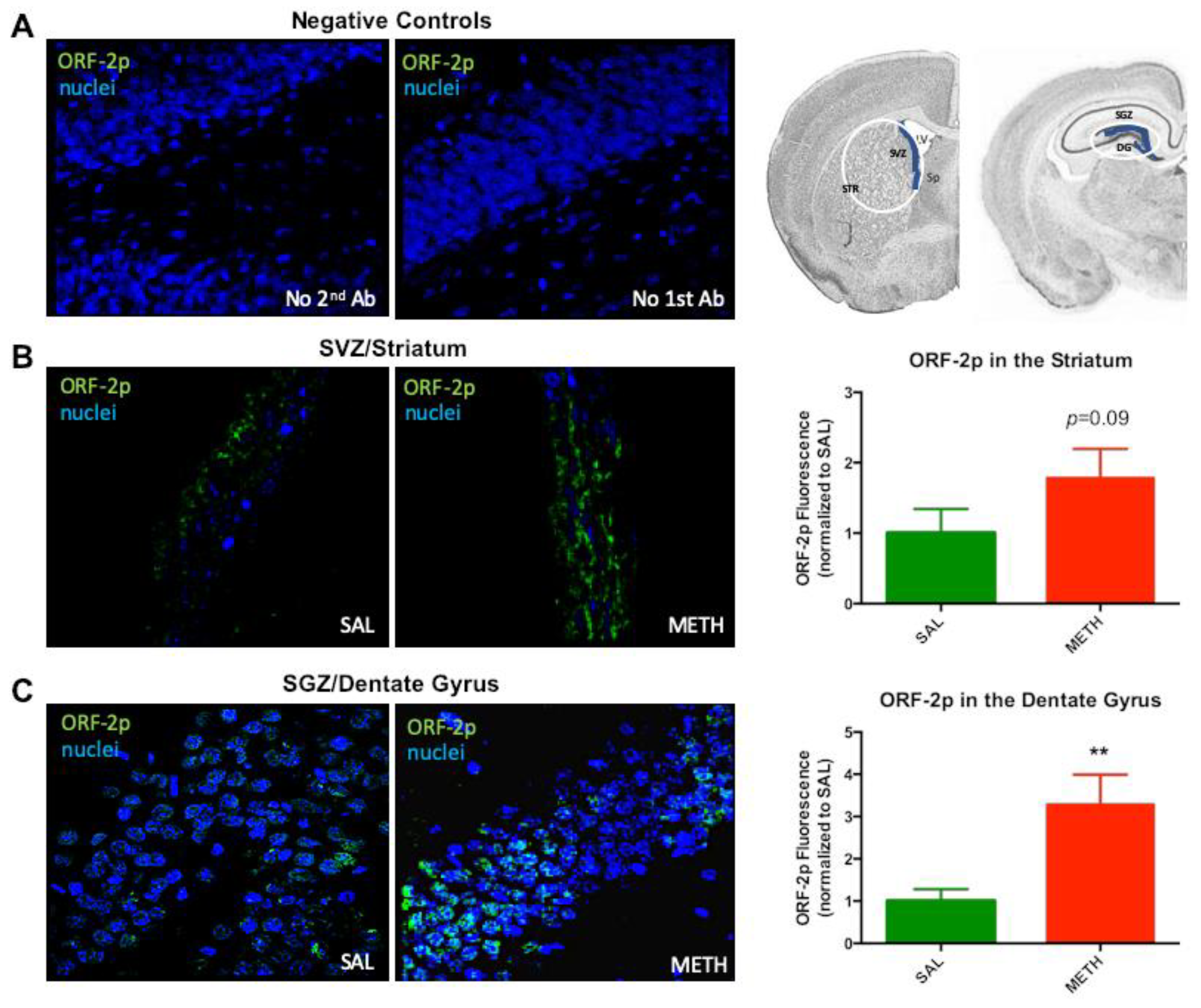 Genes 11 00364 g003 Genes 11 00364 g003