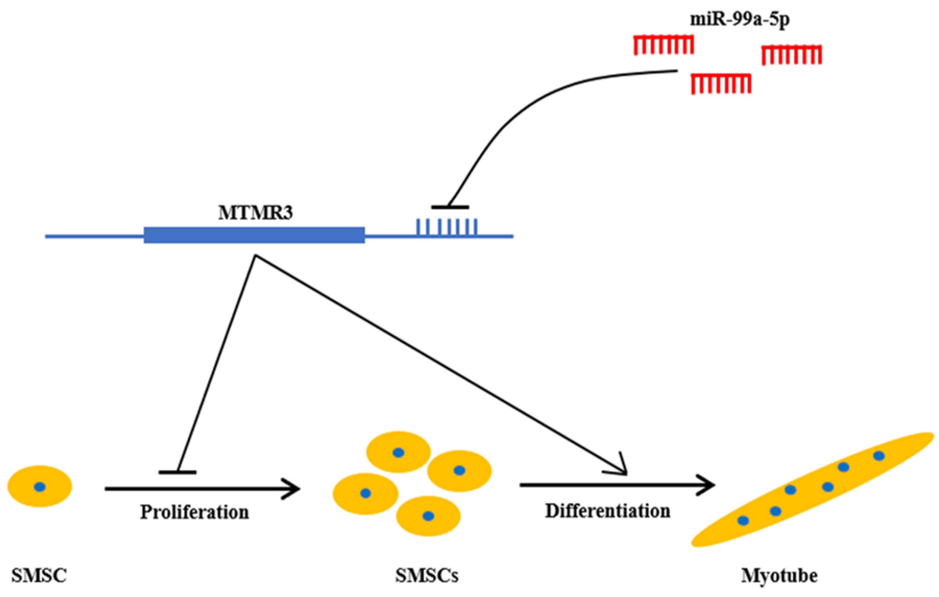 Genes 11 00369 g007 Genes 11 00369 g007