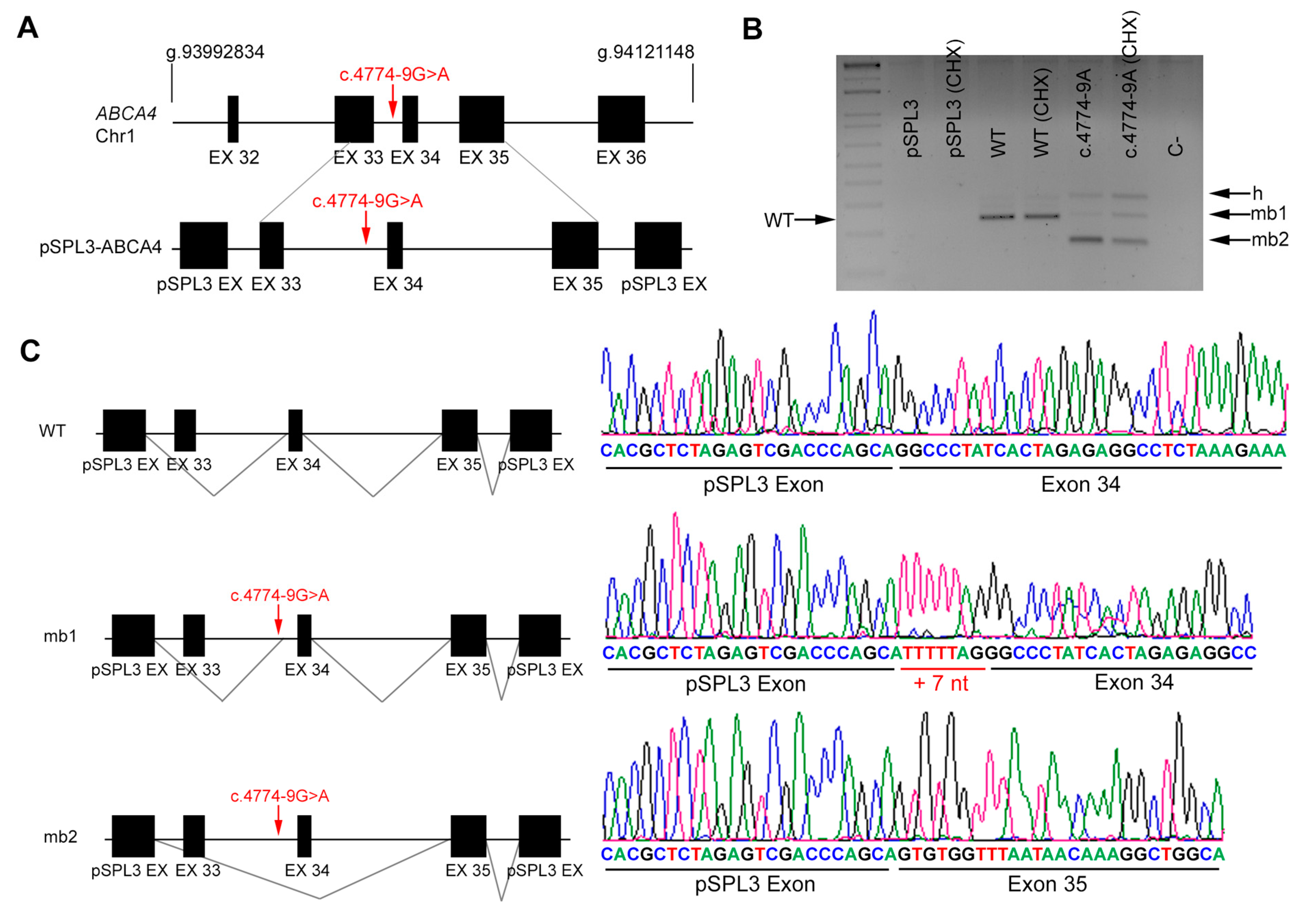 Genes 11 00378 g002 Genes 11 00378 g002