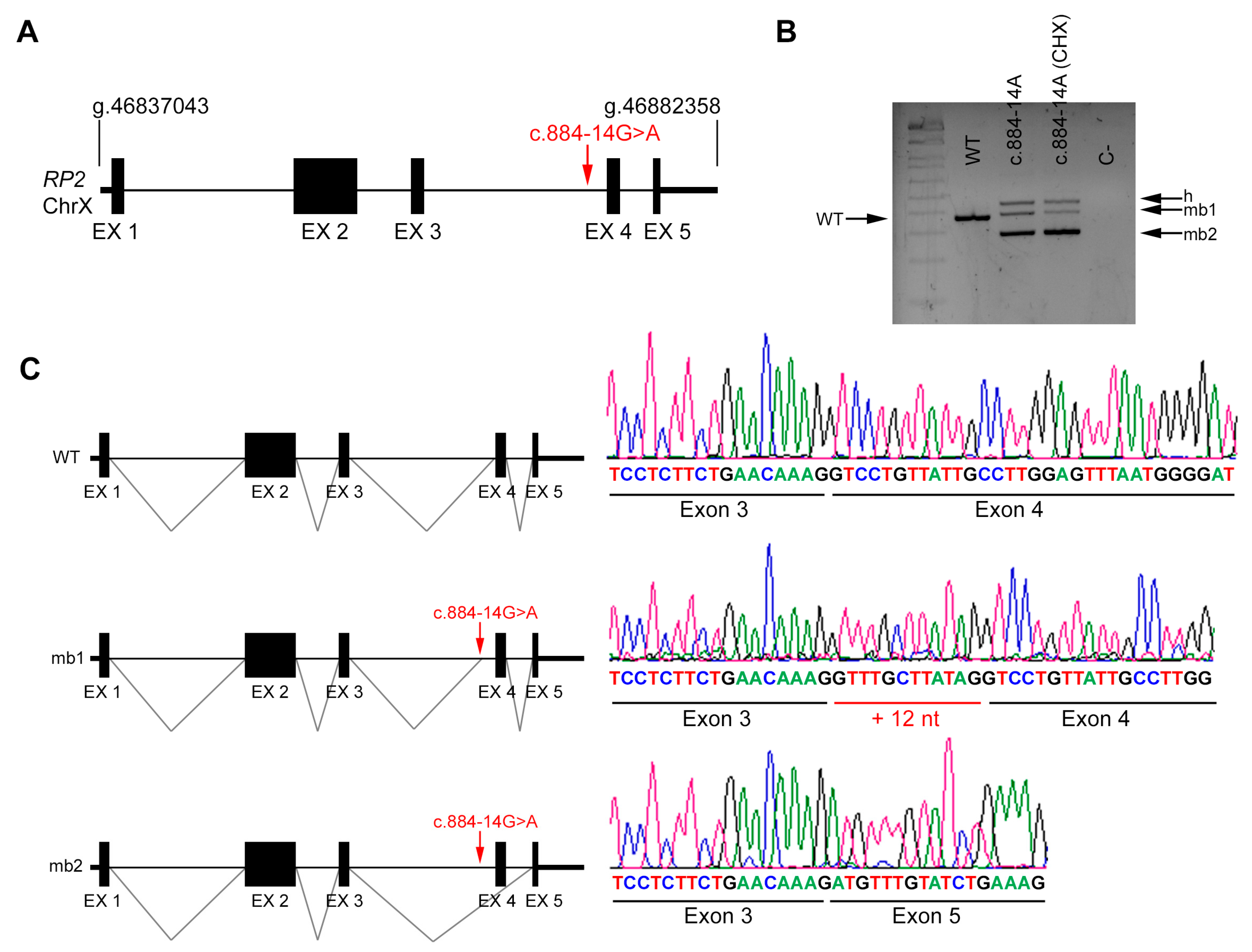 Genes 11 00378 g004 Genes 11 00378 g004