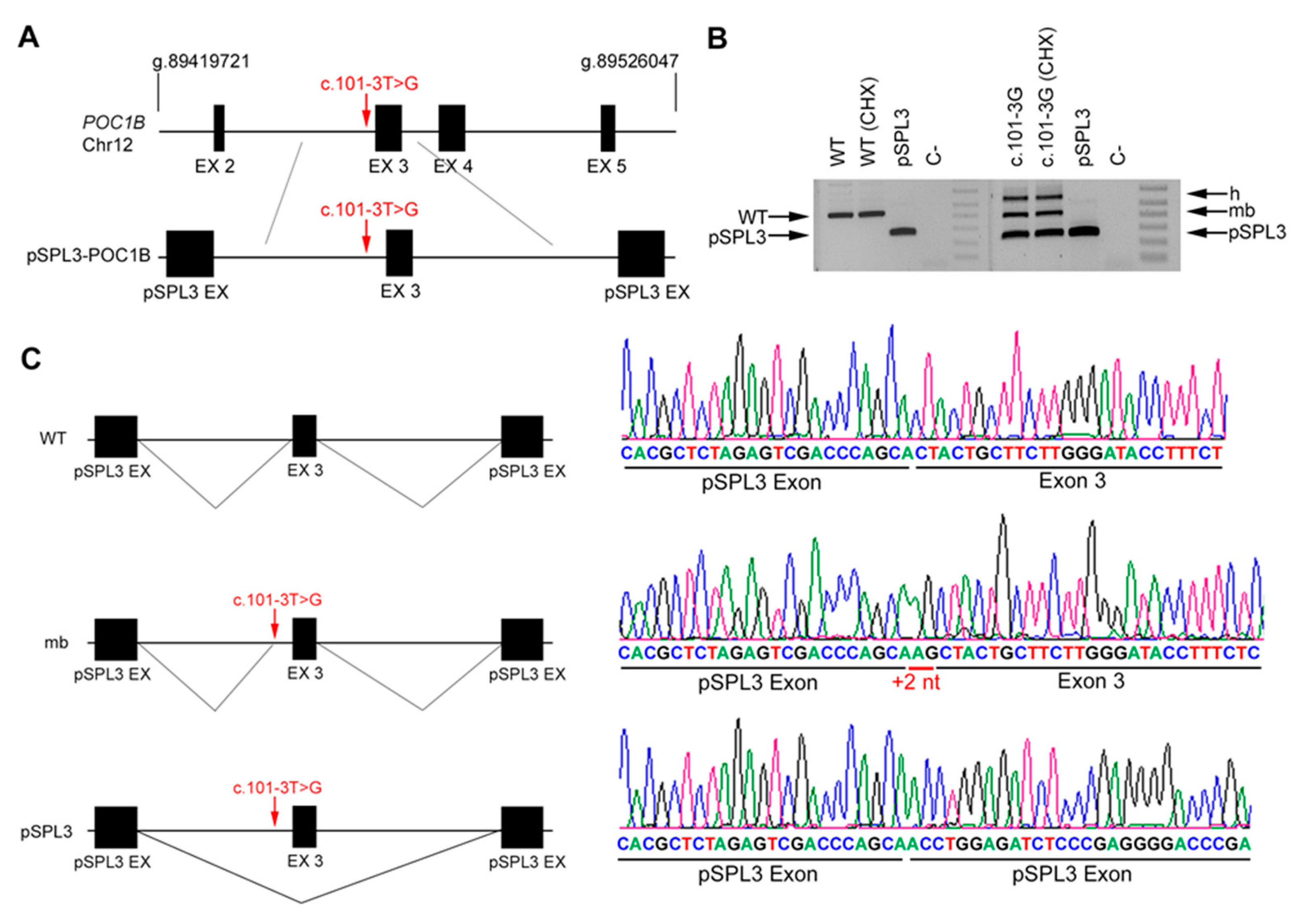 Genes 11 00378 g005 Genes 11 00378 g005