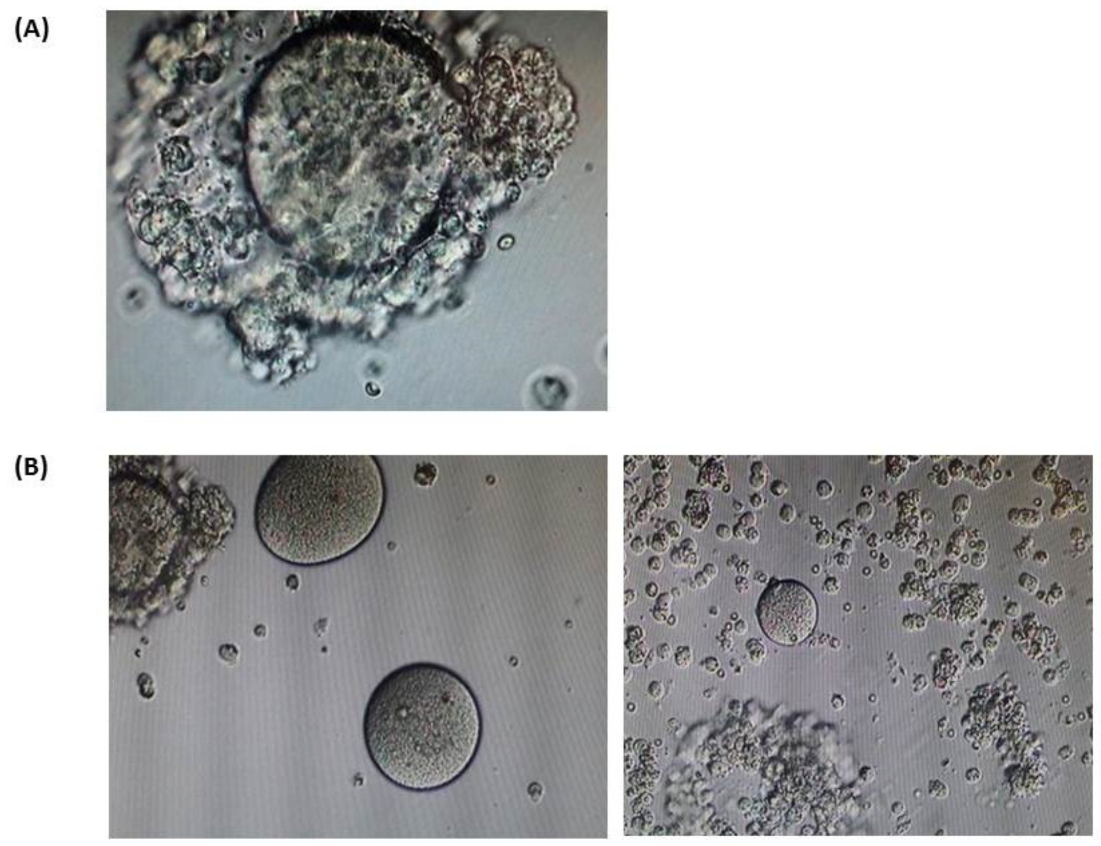 Genes 11 00382 g002 Genes 11 00382 g002