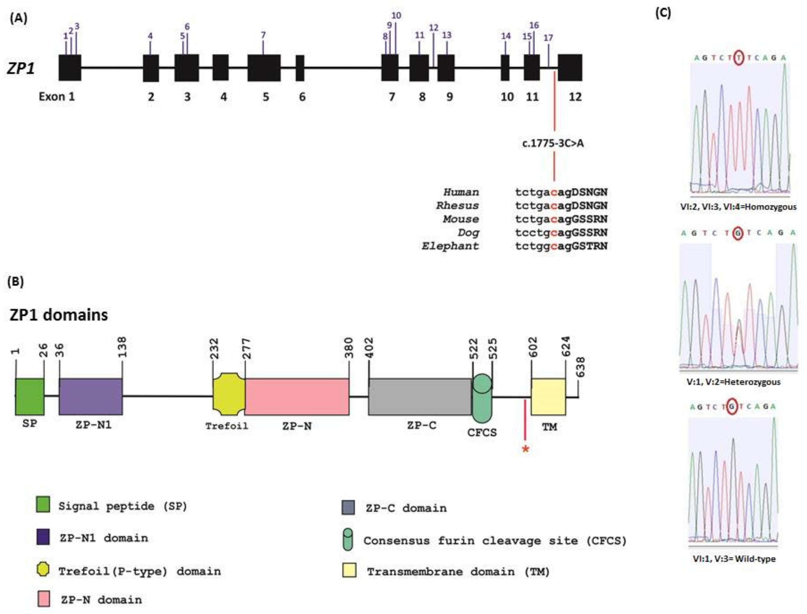 Genes 11 00382 g004 Genes 11 00382 g004
