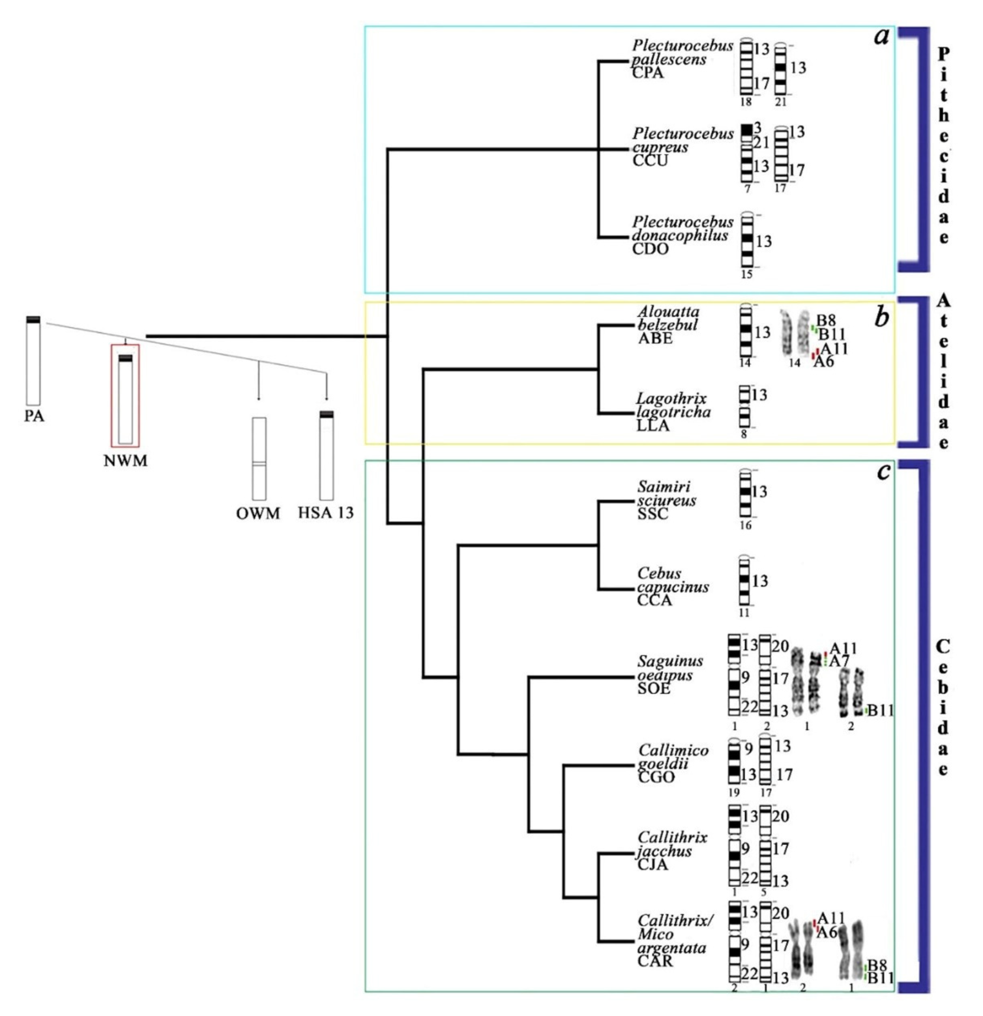 Genes 11 00383 g003
