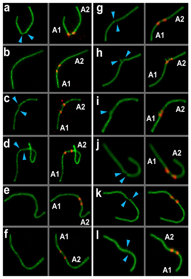 Genes 11 00386 g004 Genes 11 00386 g004