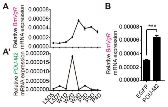 POU-M2 promotes juvenile hormone biosynthesis by directly activating the  transcription of juvenile hormone synthetic enzyme genes in Bombyx mori