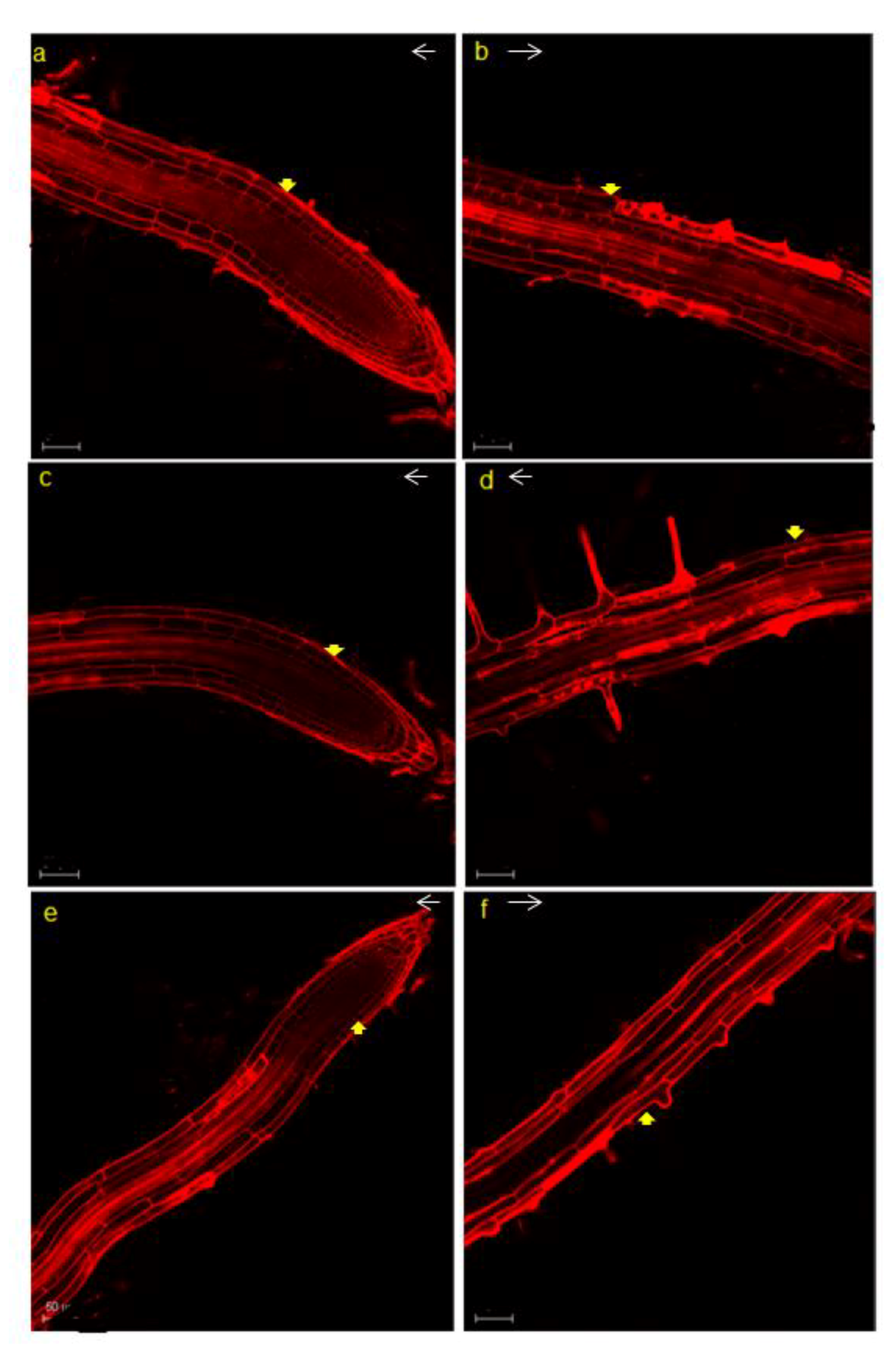 Genes 11 00404 g003 Genes 11 00404 g003