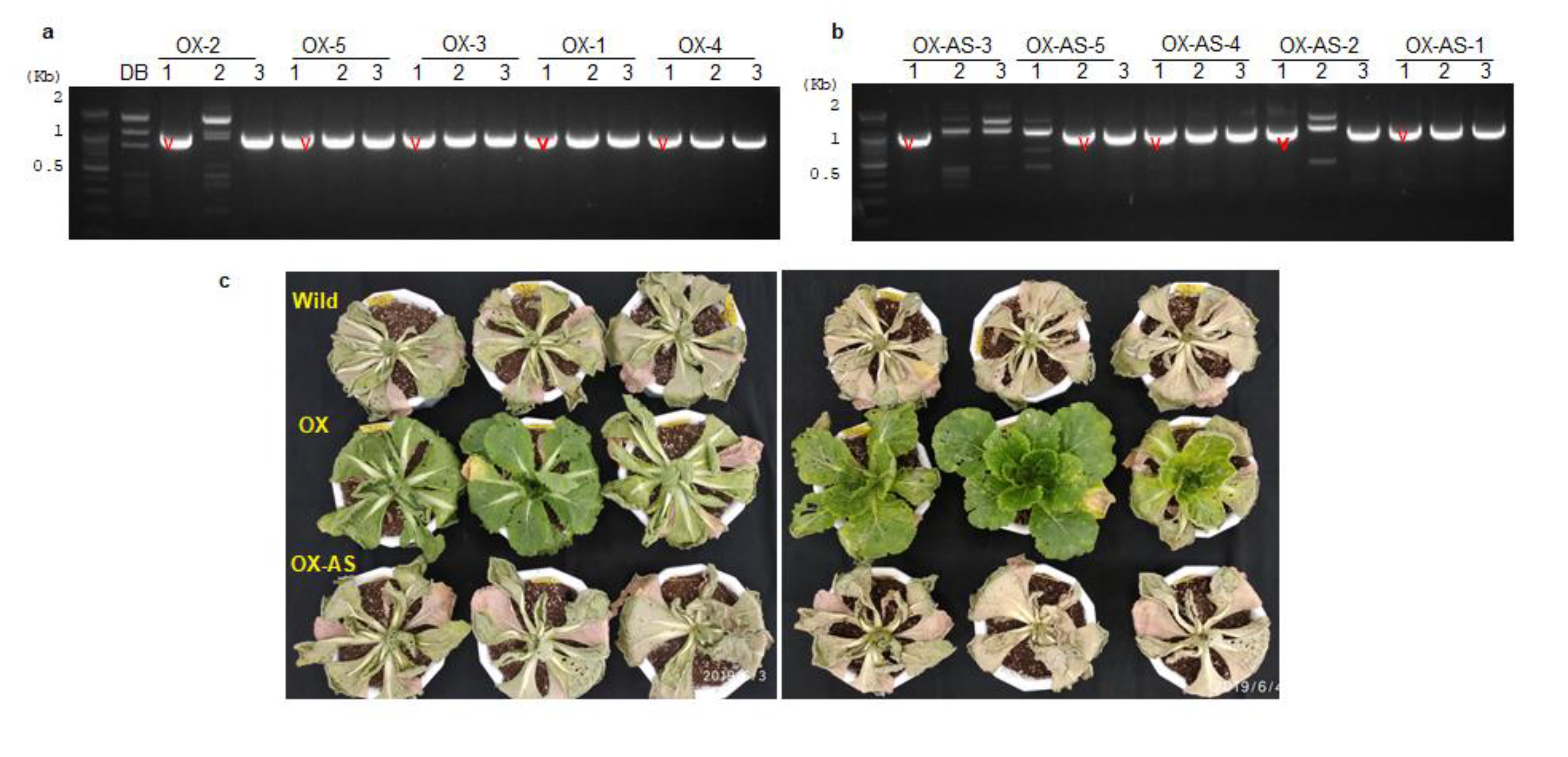 Genes 11 00404 g004 Genes 11 00404 g004