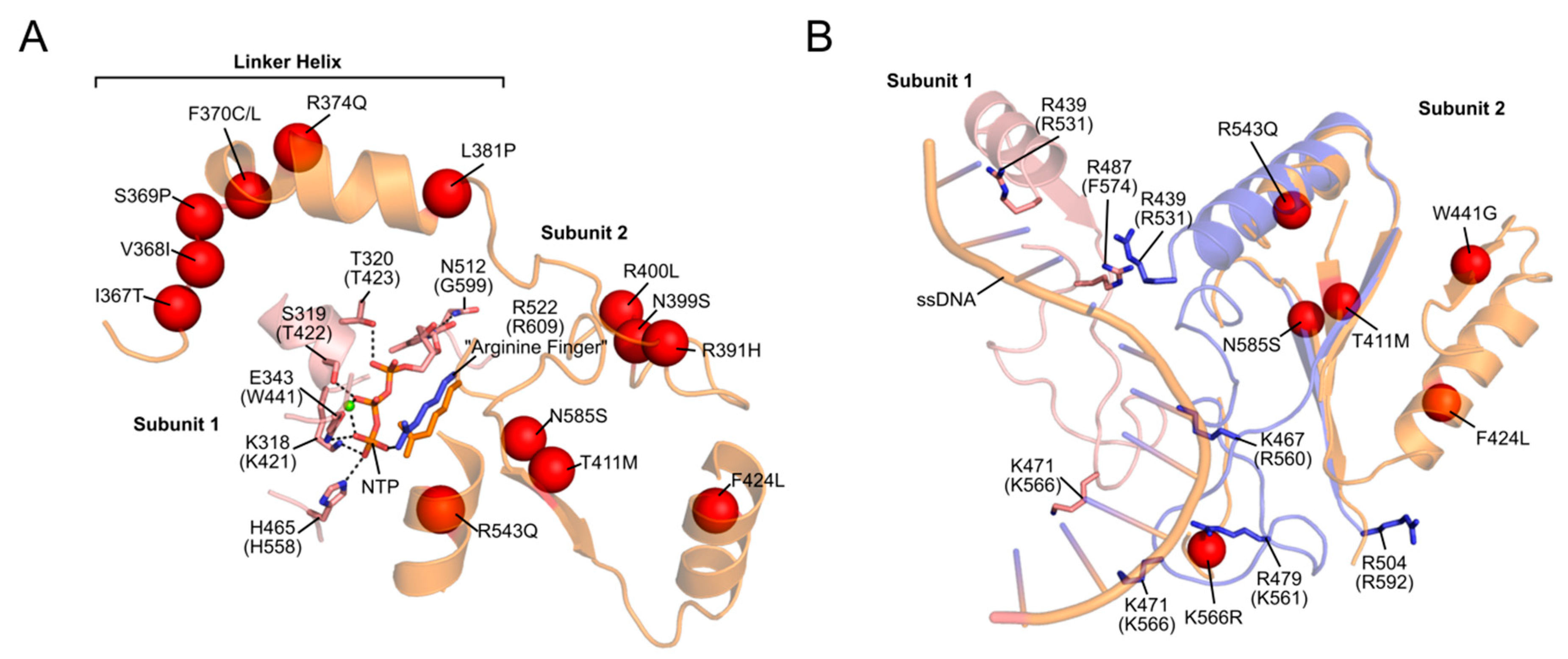 Genes 11 00408 g005 Genes 11 00408 g005