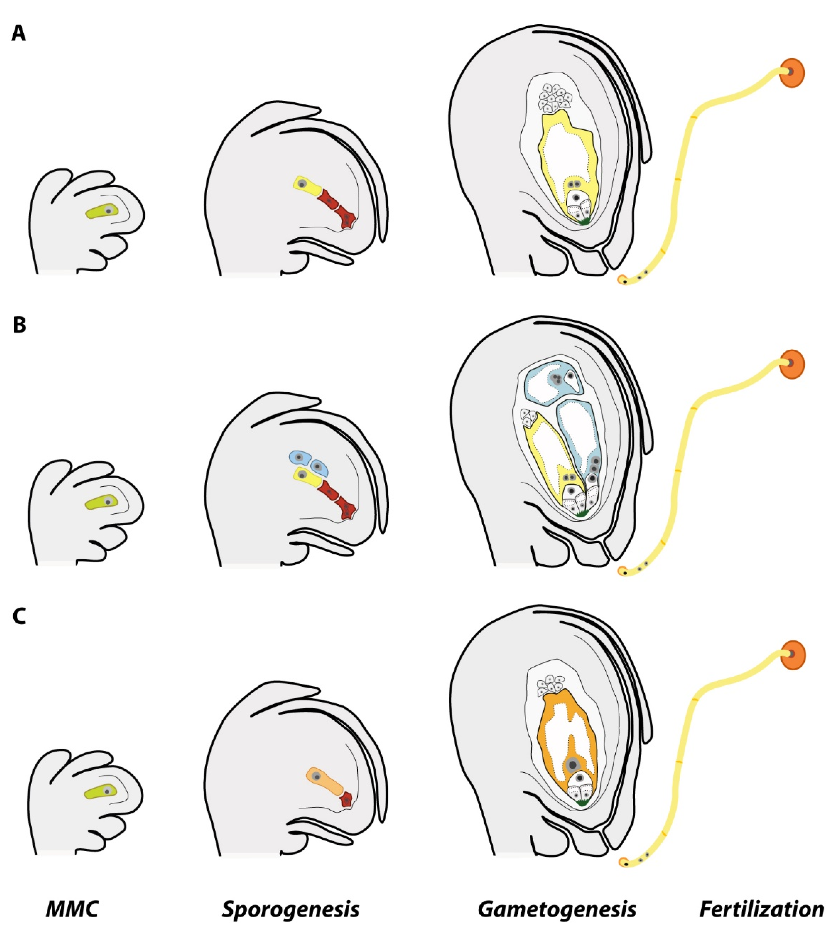 Genes, Free Full-Text