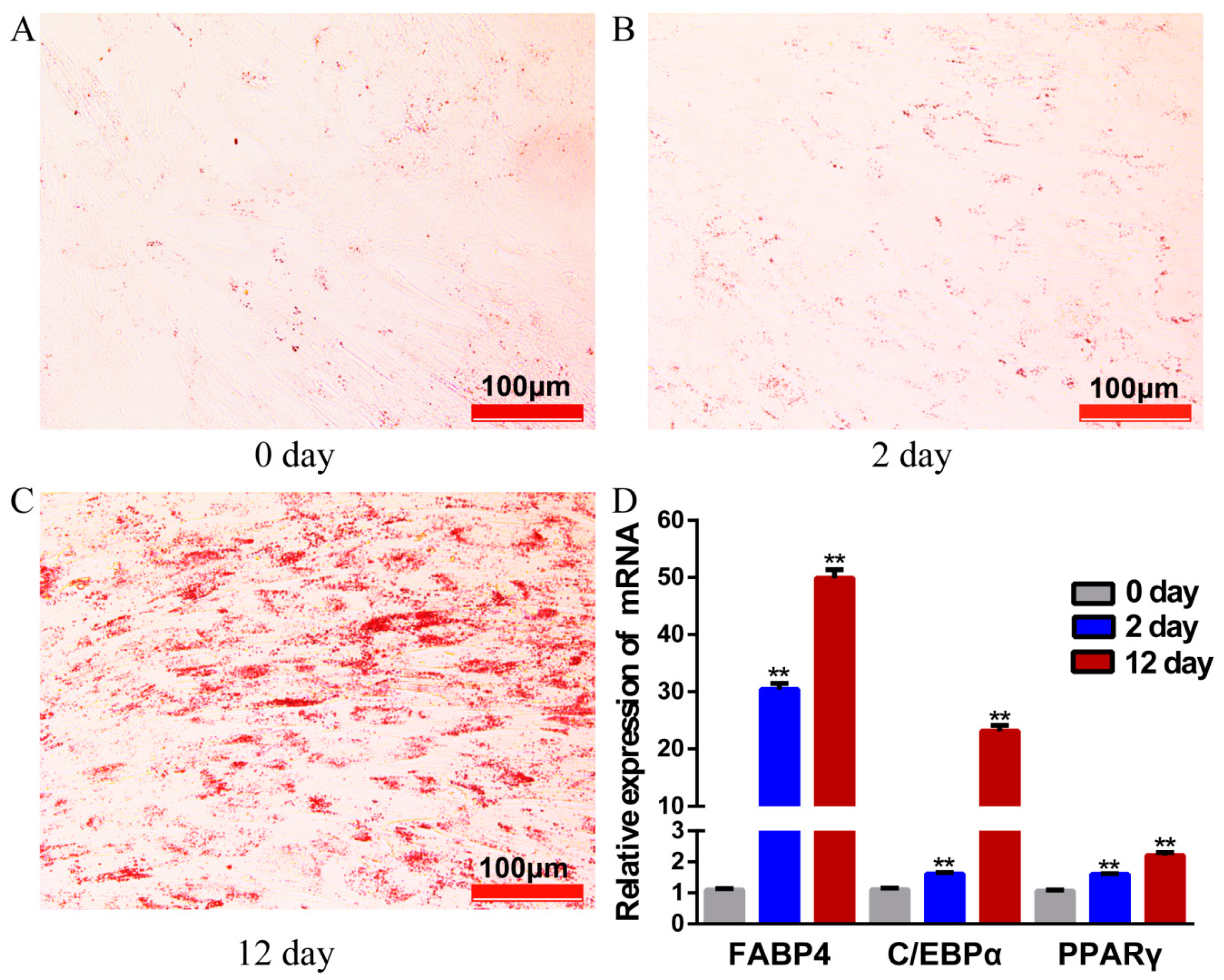 Genes 11 00414 g001 Genes 11 00414 g001