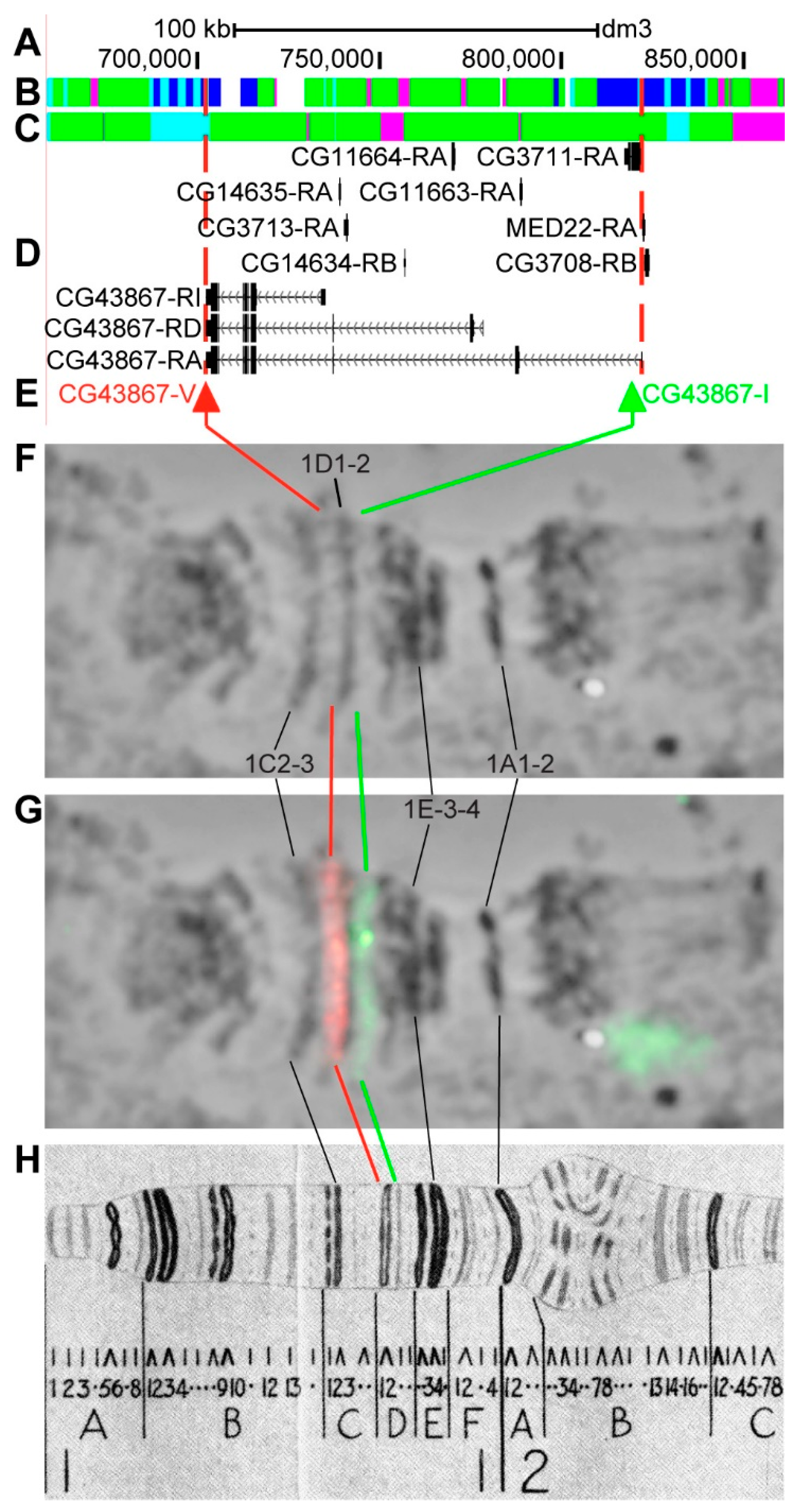 Genes 11 00417 g007 Genes 11 00417 g007