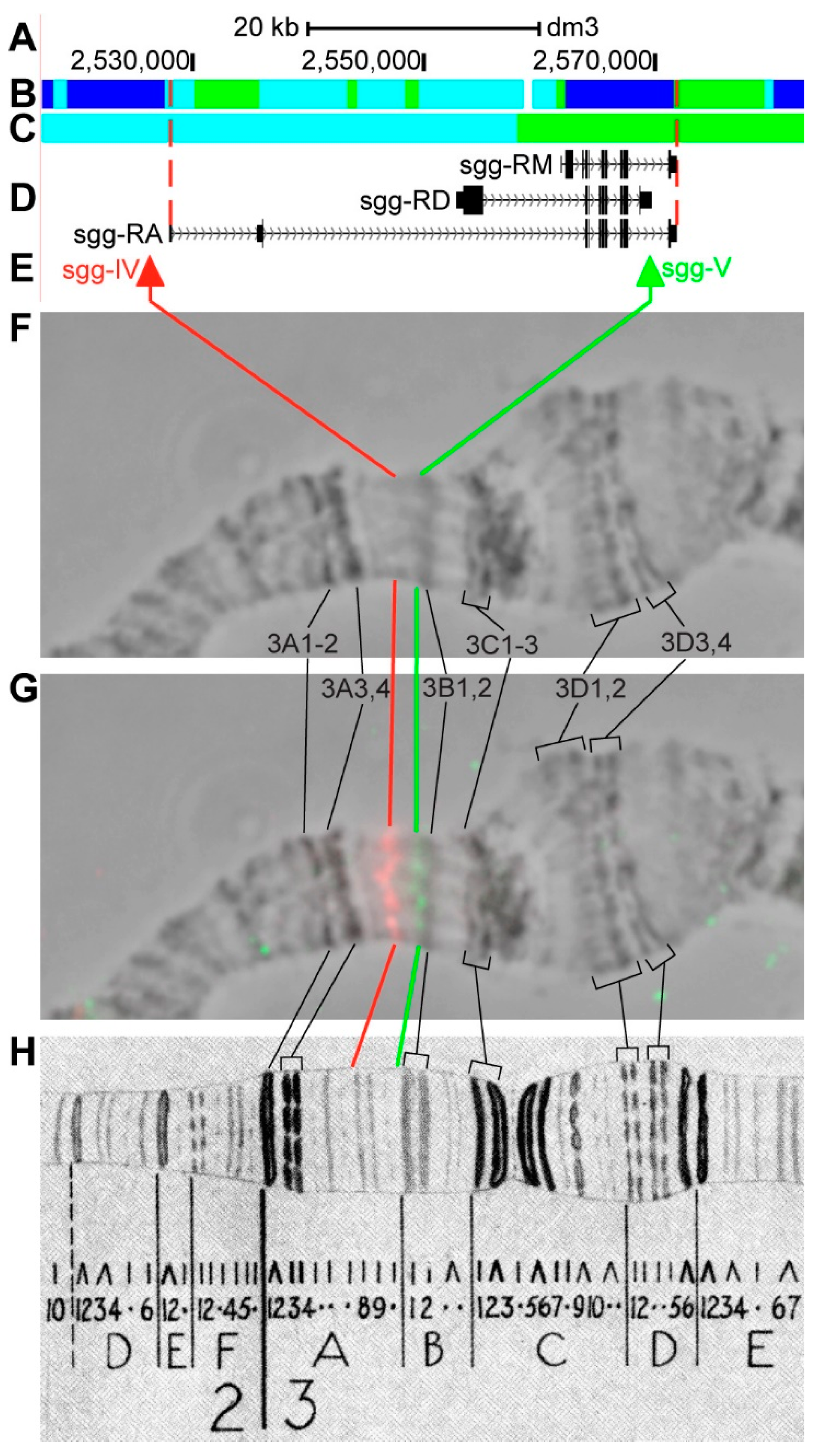 Genes 11 00417 g011 Genes 11 00417 g011