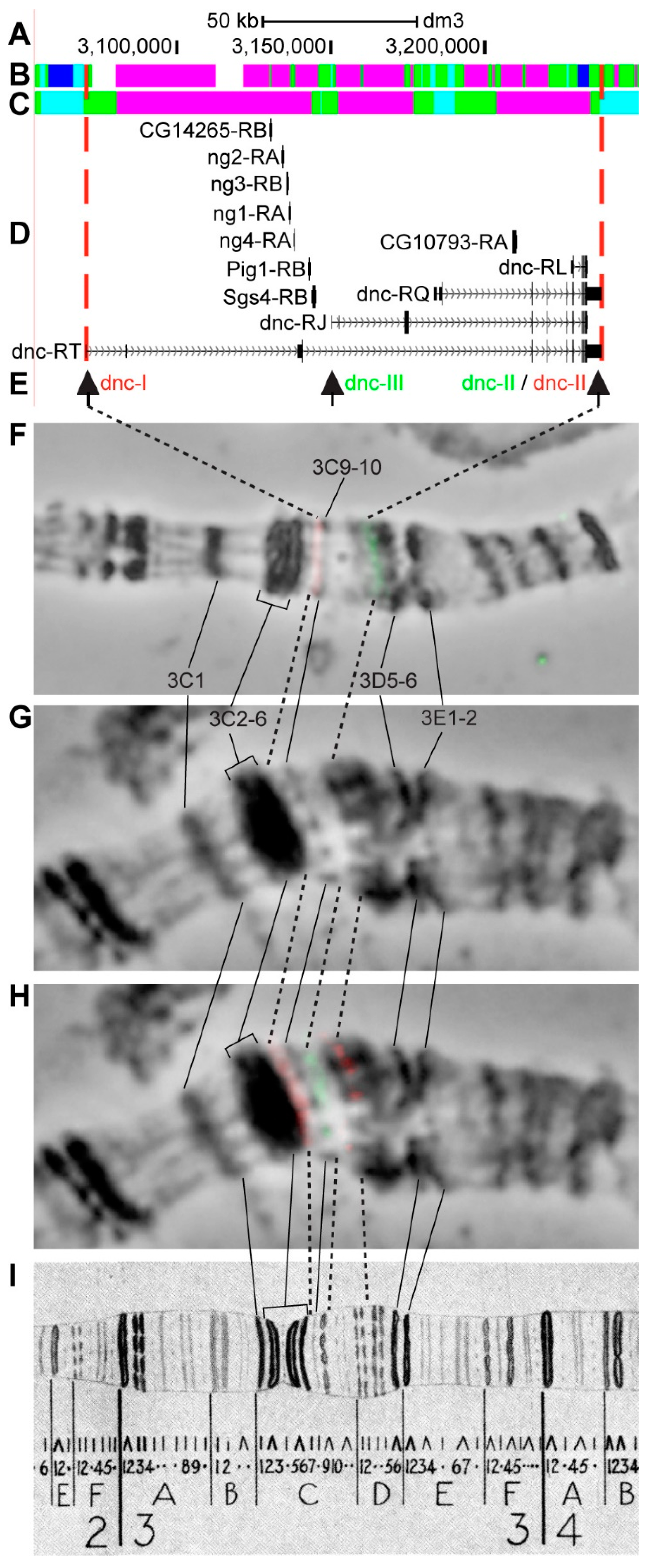 Genes 11 00417 g013 Genes 11 00417 g013