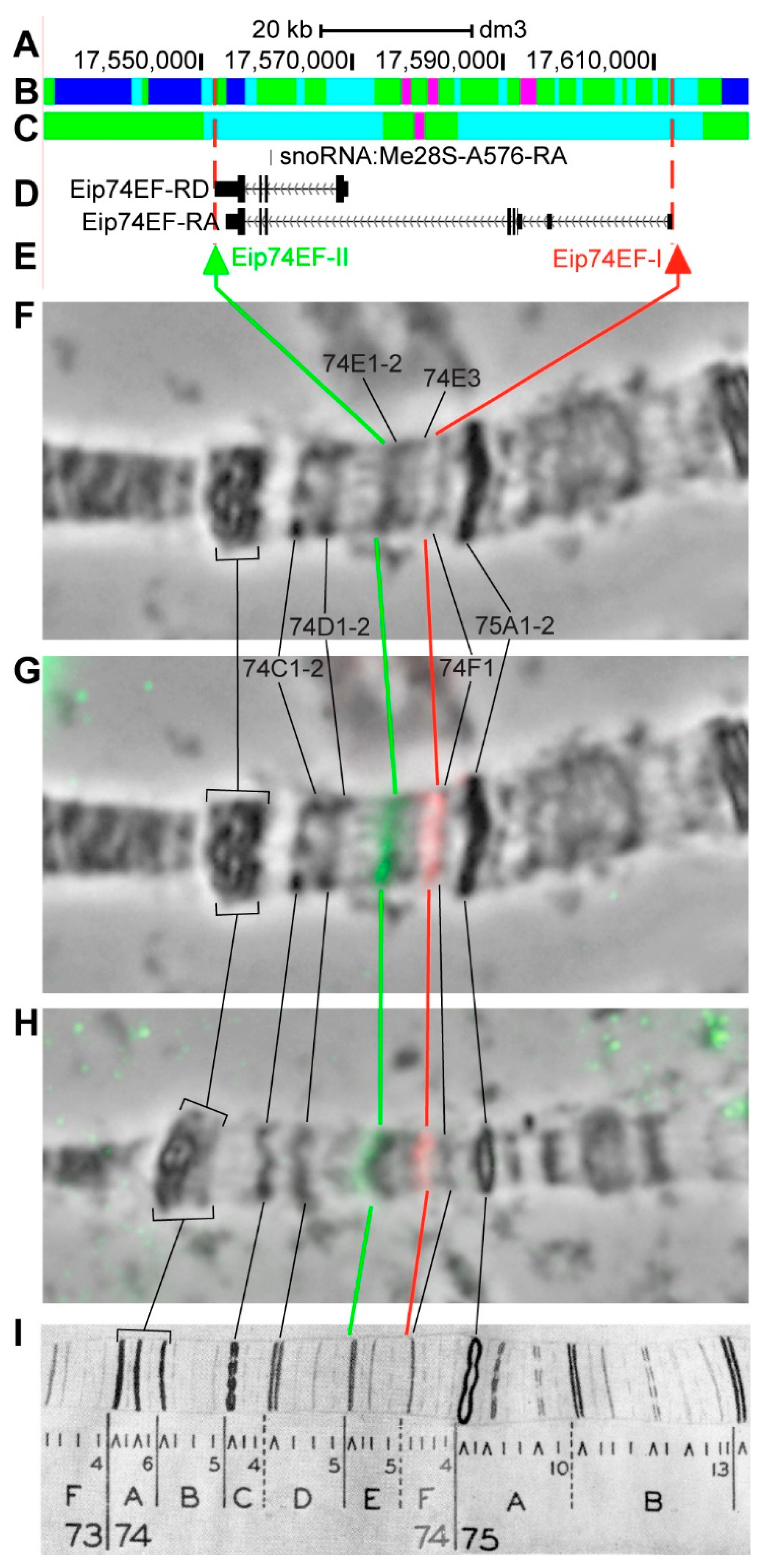 Genes 11 00417 g018 Genes 11 00417 g018