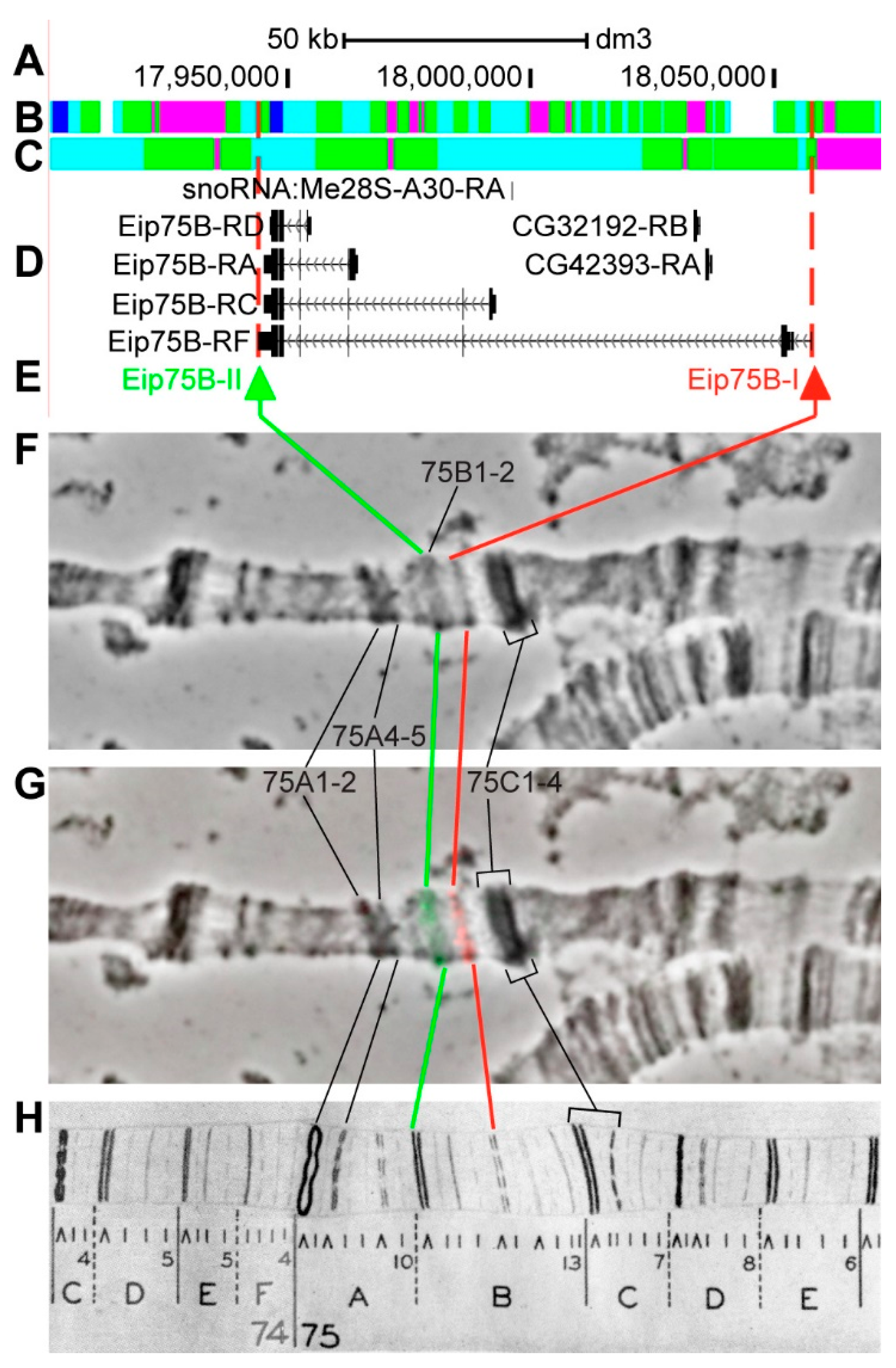 Genes 11 00417 g019 Genes 11 00417 g019