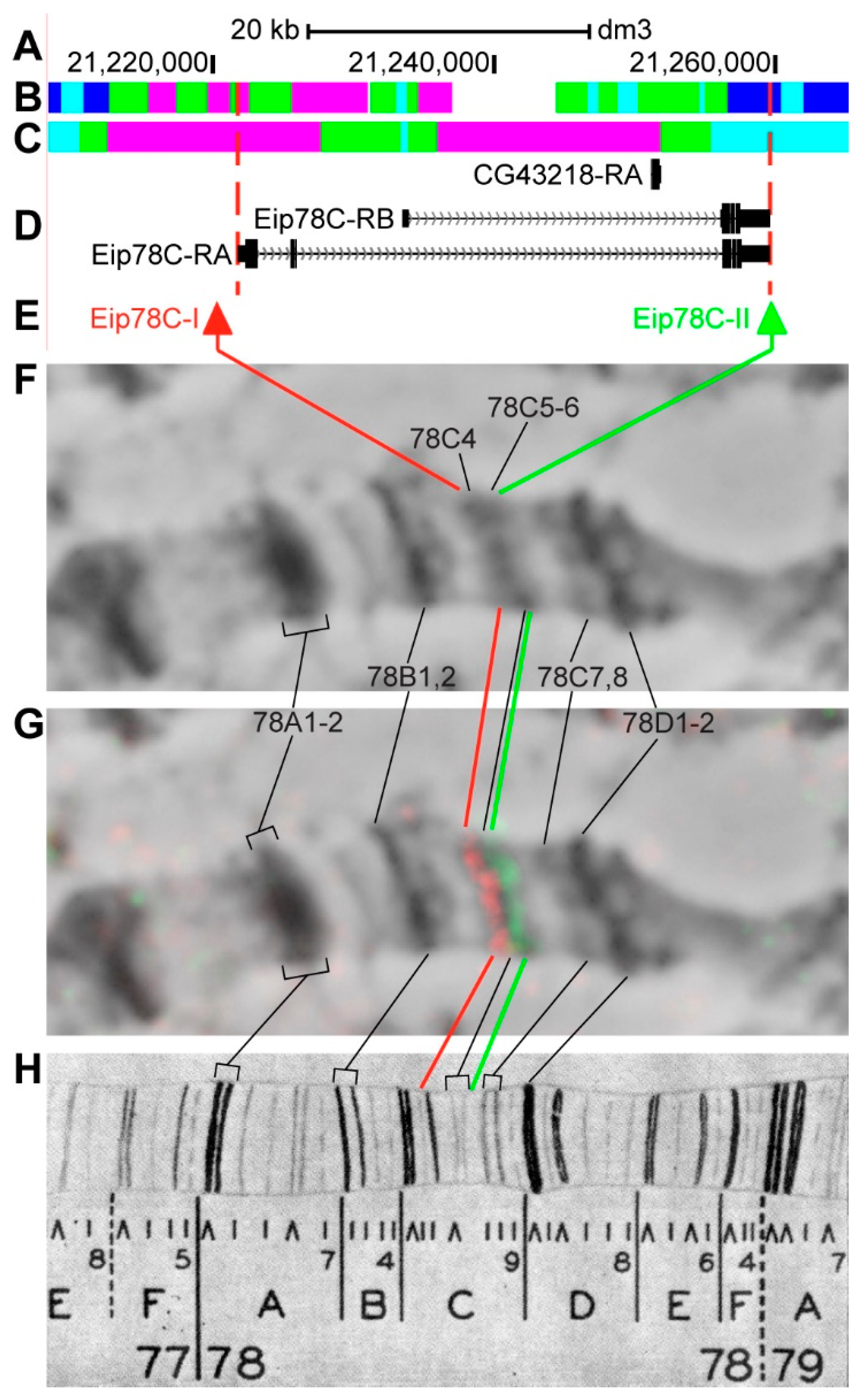 Genes 11 00417 g020 Genes 11 00417 g020