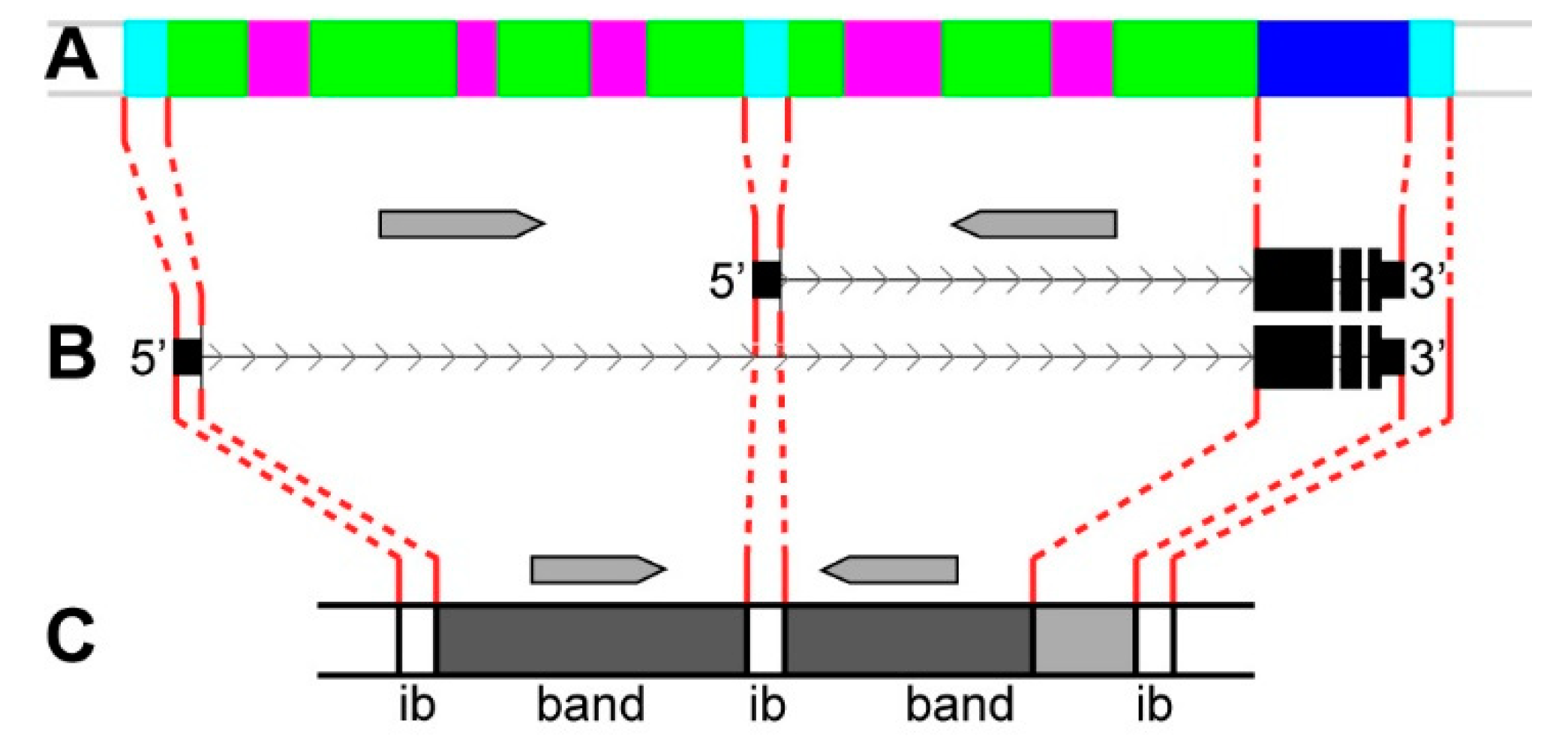Genes 11 00417 g022 Genes 11 00417 g022