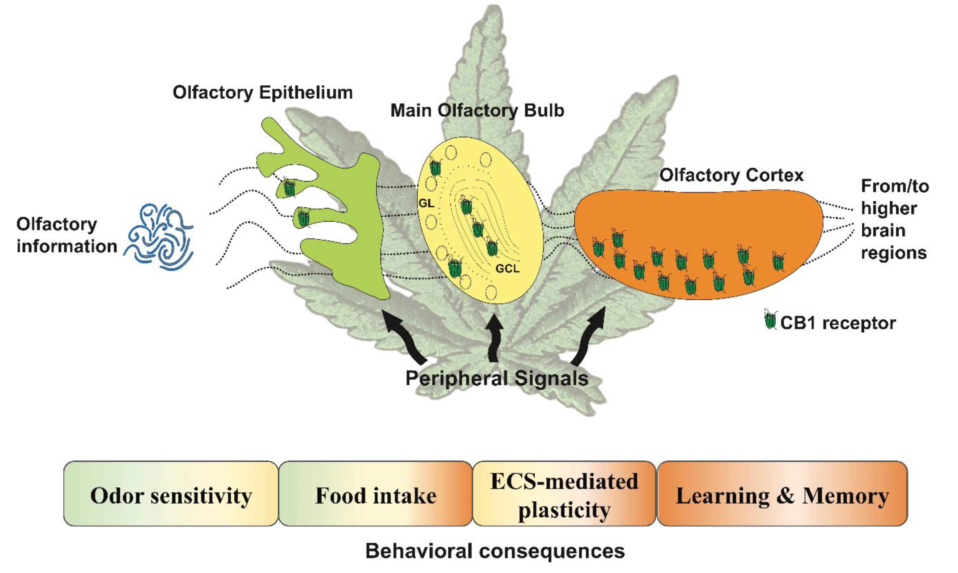 Cannabinoid