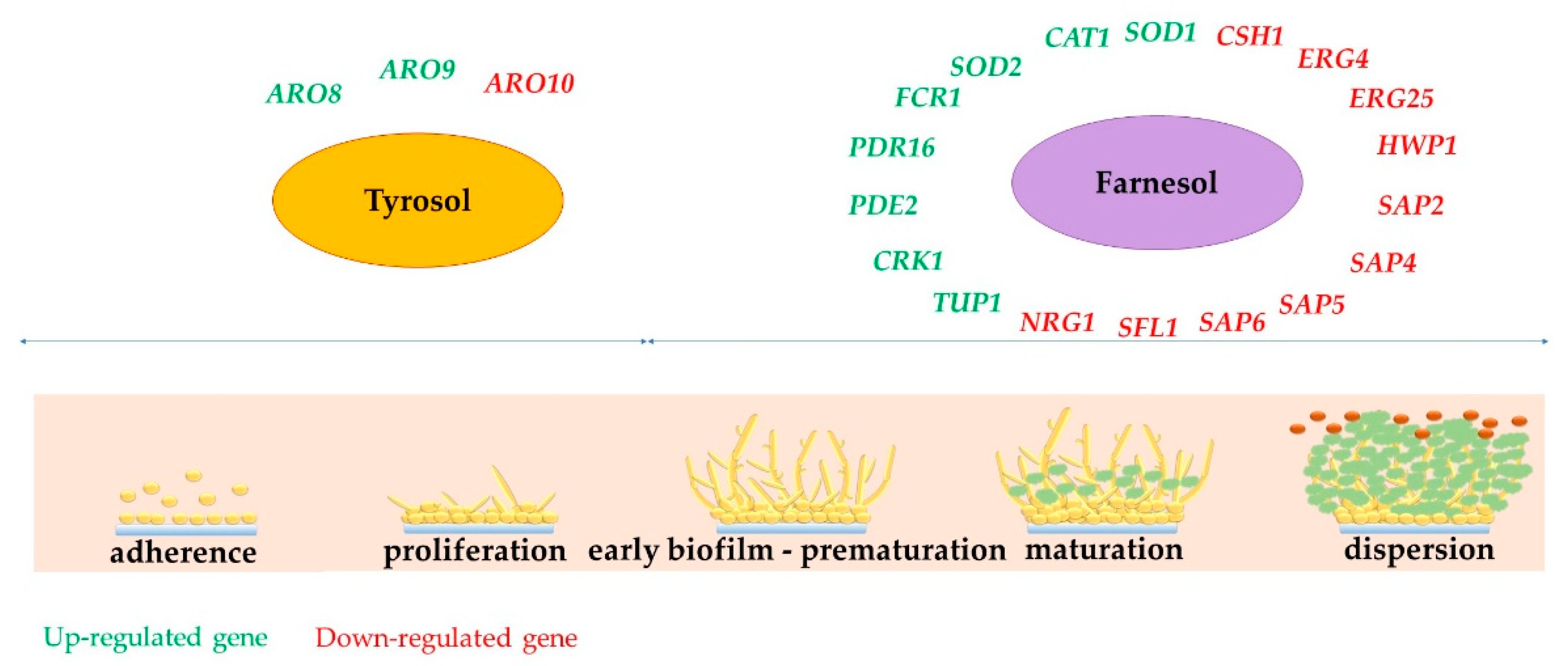 Genes 11 00444 g005 Genes 11 00444 g005