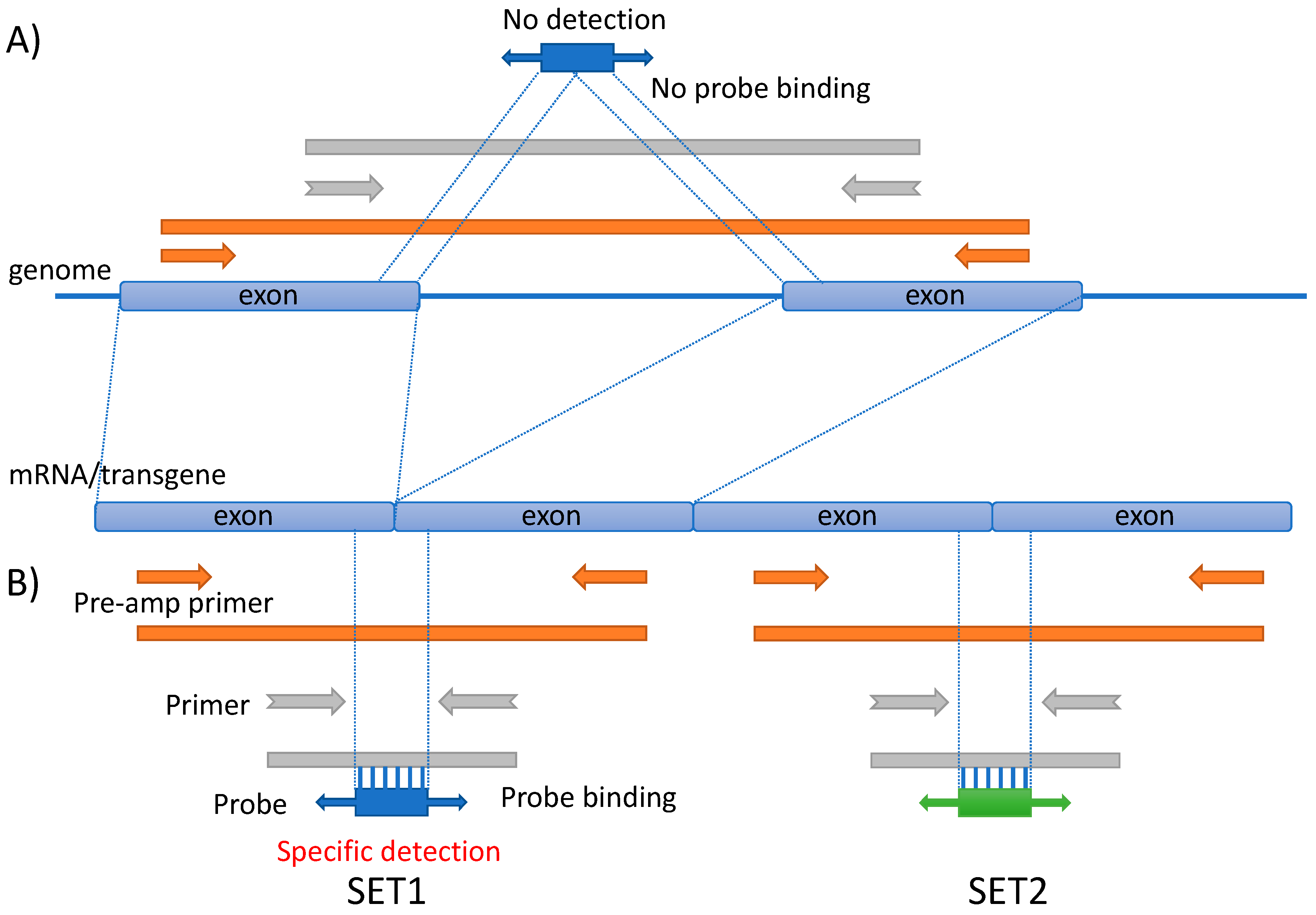 Genes 11 00457 g001