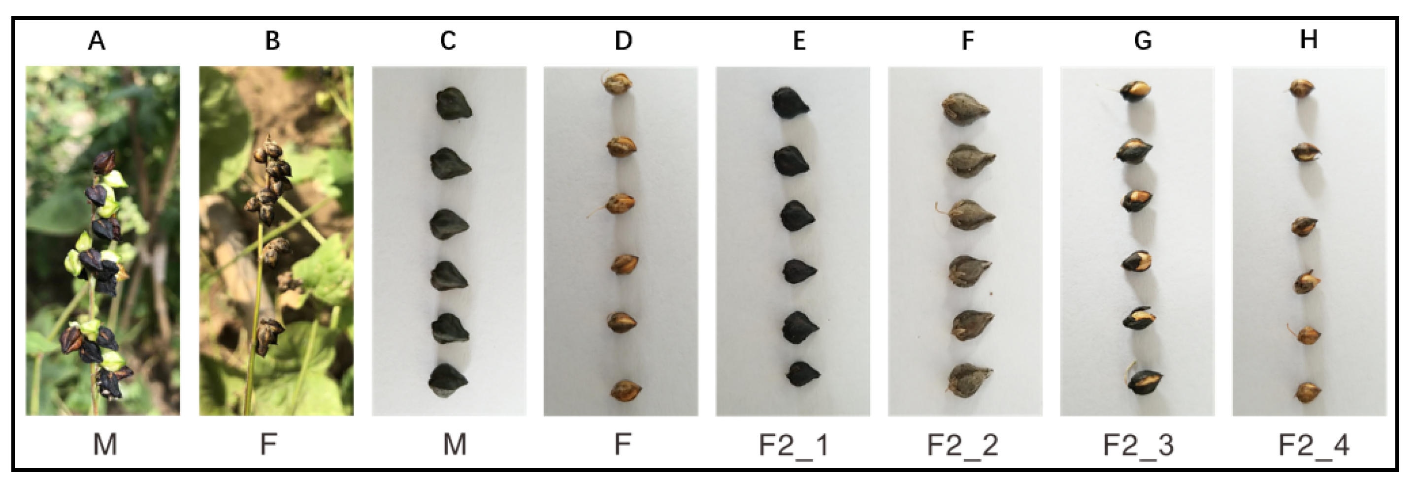 Genes 11 00459 g001 Genes 11 00459 g001