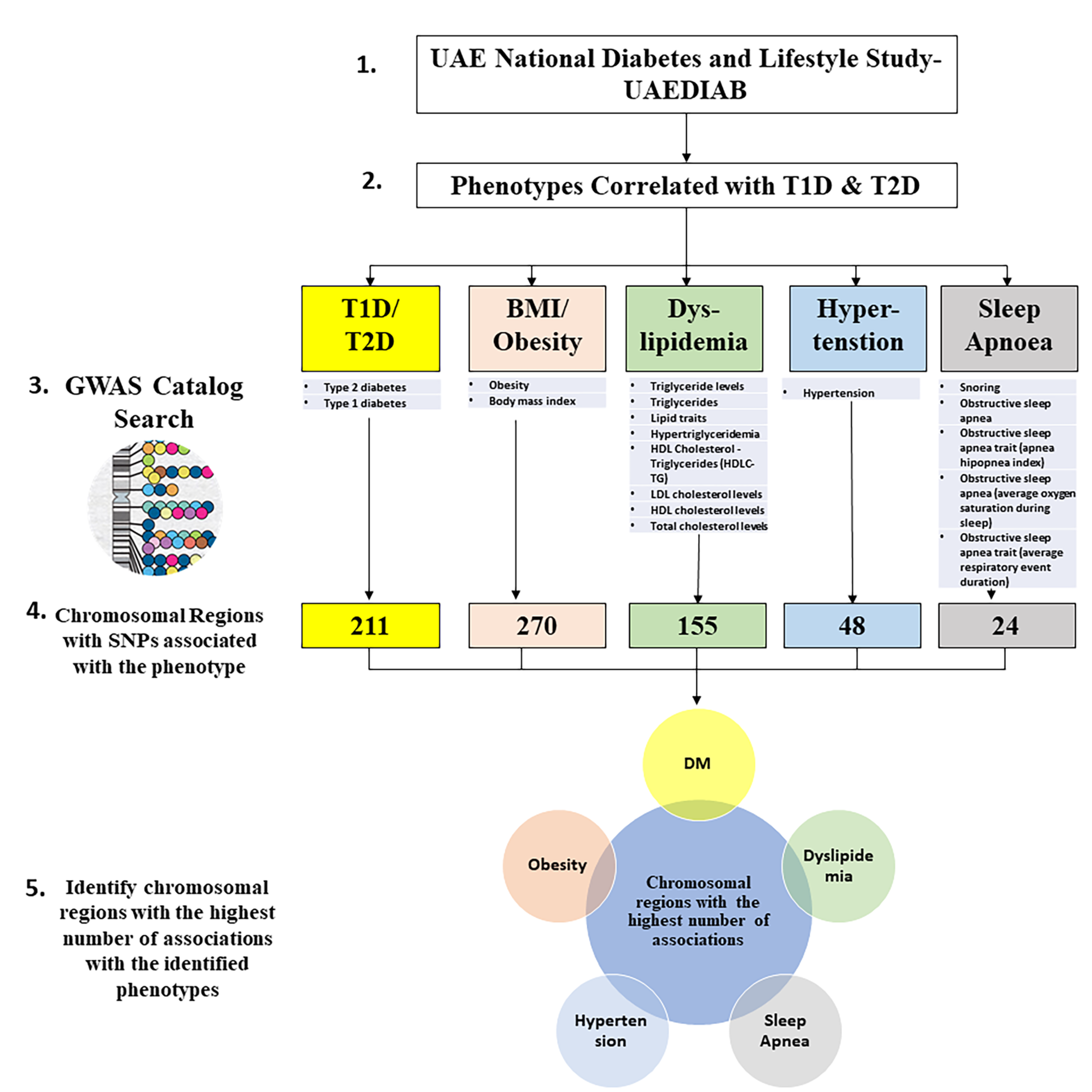Genes Free Full Text An Integrative Phenotype Genotype Approach Using Phenotypic Characteristics From The Uae National Diabetes Study Identifies Hsd17b12 As A Candidate Gene For Obesity And Type 2 Diabetes Genes Free Full Text An Integrative Phenotype Genotype Approach Using Phenotypic Characteristics From The Uae National Diabetes Study Identifies Hsd17b12 As A Candidate Gene For Obesity And Type 2 Diabetes