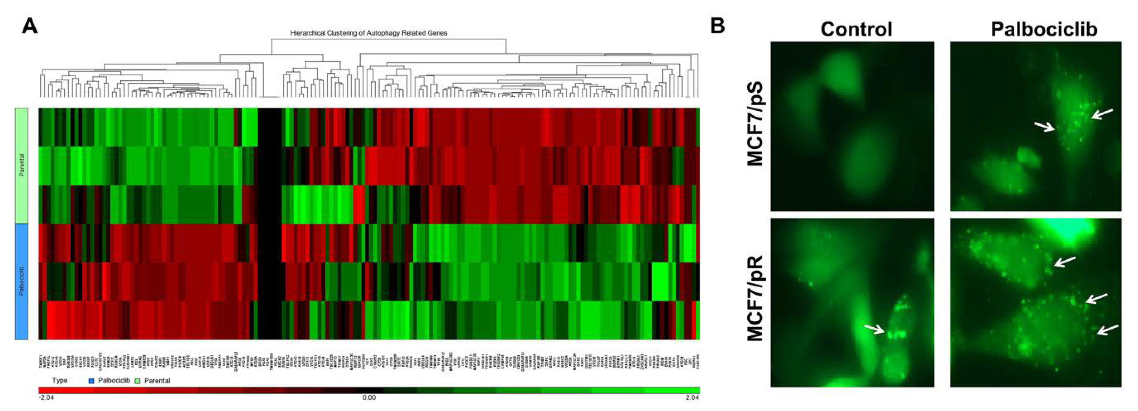 Genes 11 00467 g003 Genes 11 00467 g003