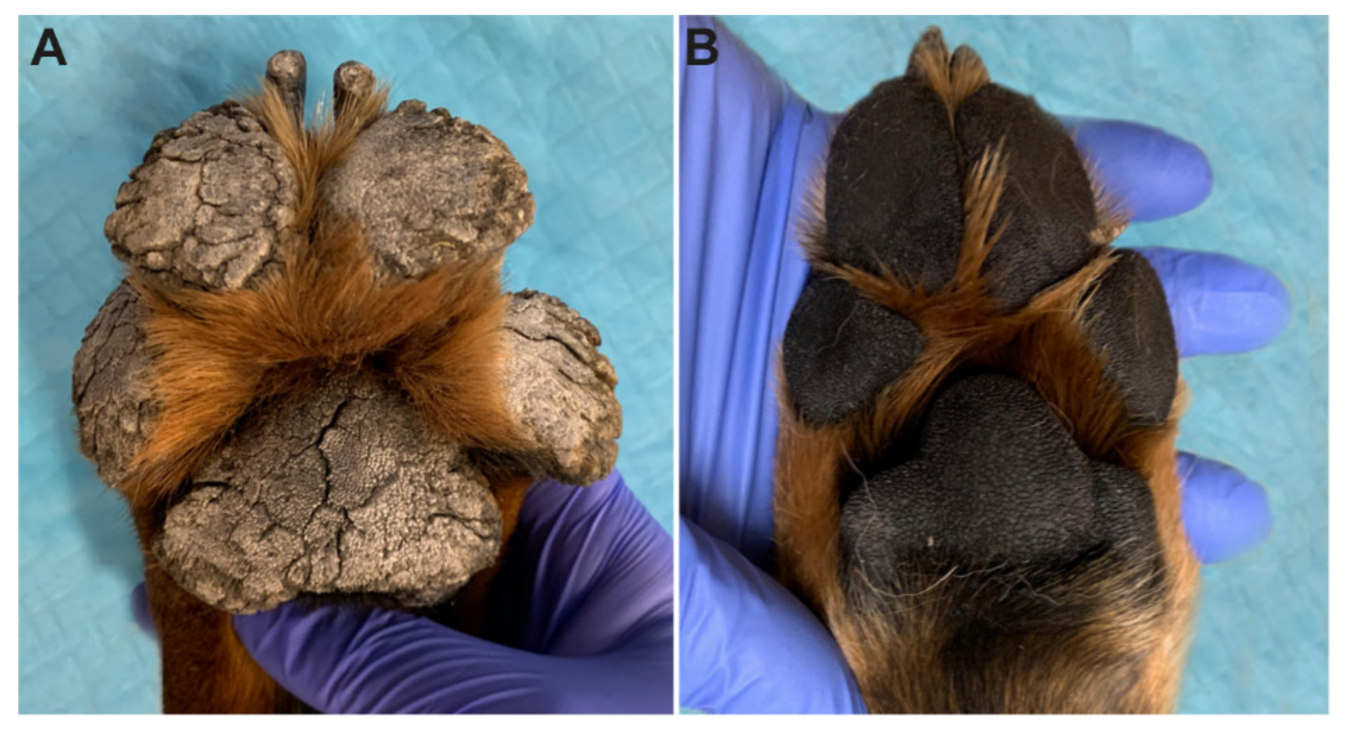 Genes 11 00469 g001 Genes 11 00469 g001