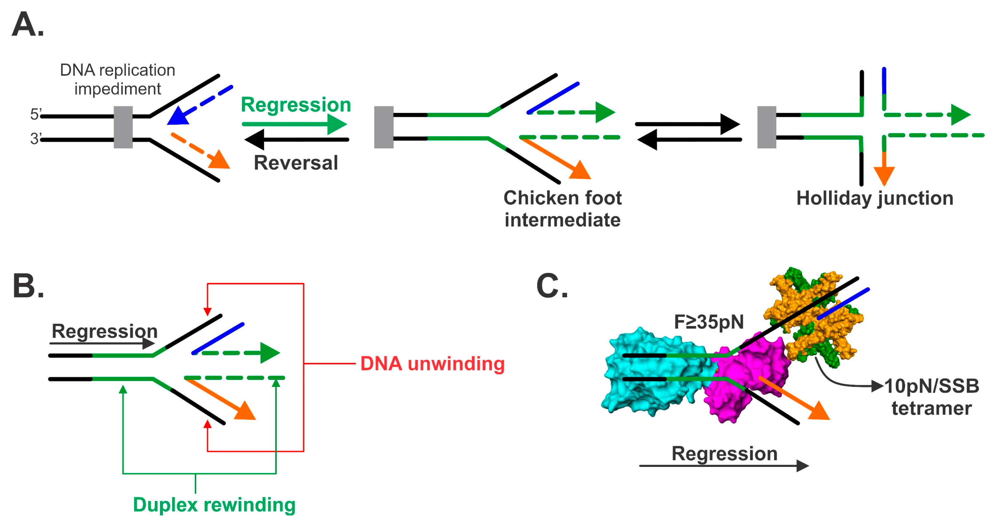 Genes Free Full Text Dna Helicase Ssb Interactions Critical To The Regression And Restart Of Stalled Dna Replication Forks In Escherichia Coli Html