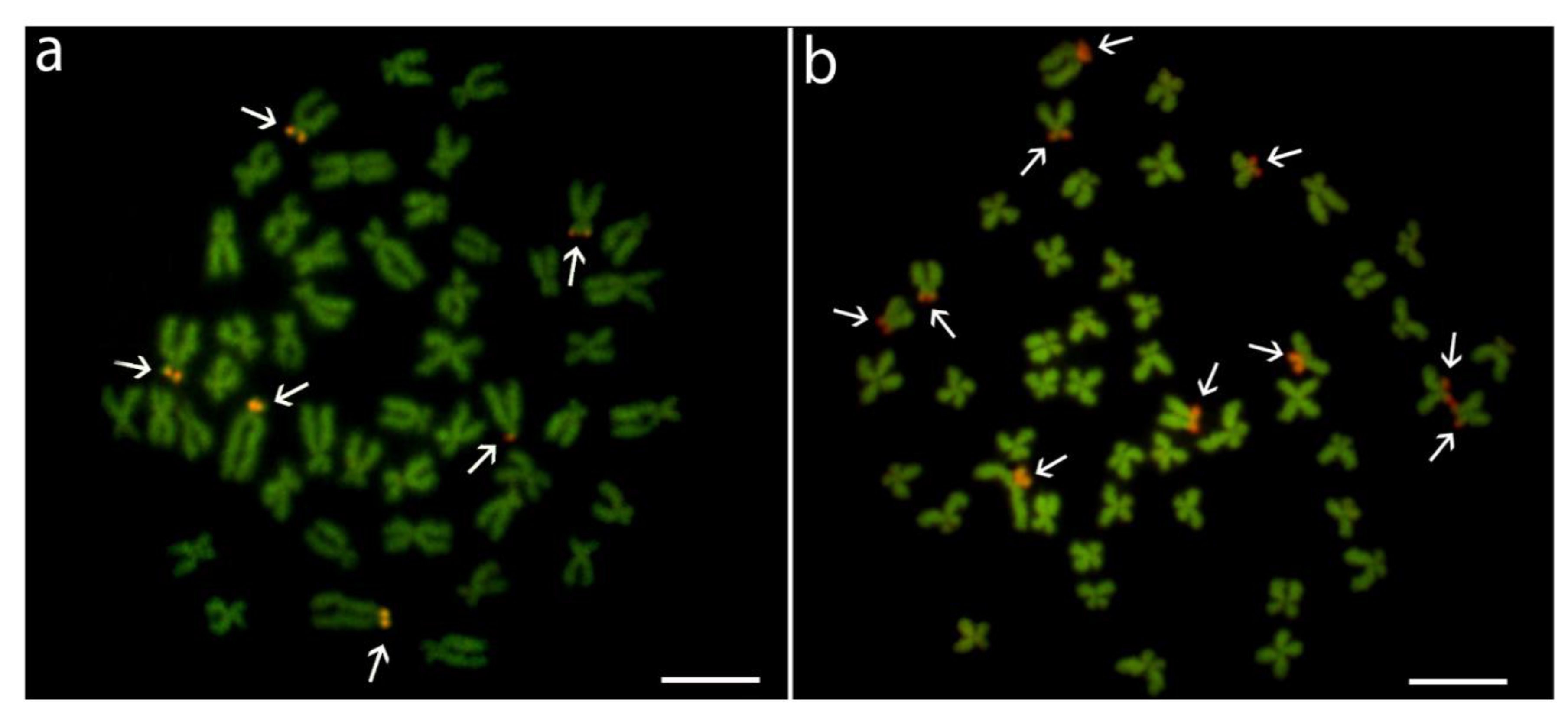 Genes 11 00479 g002 Genes 11 00479 g002