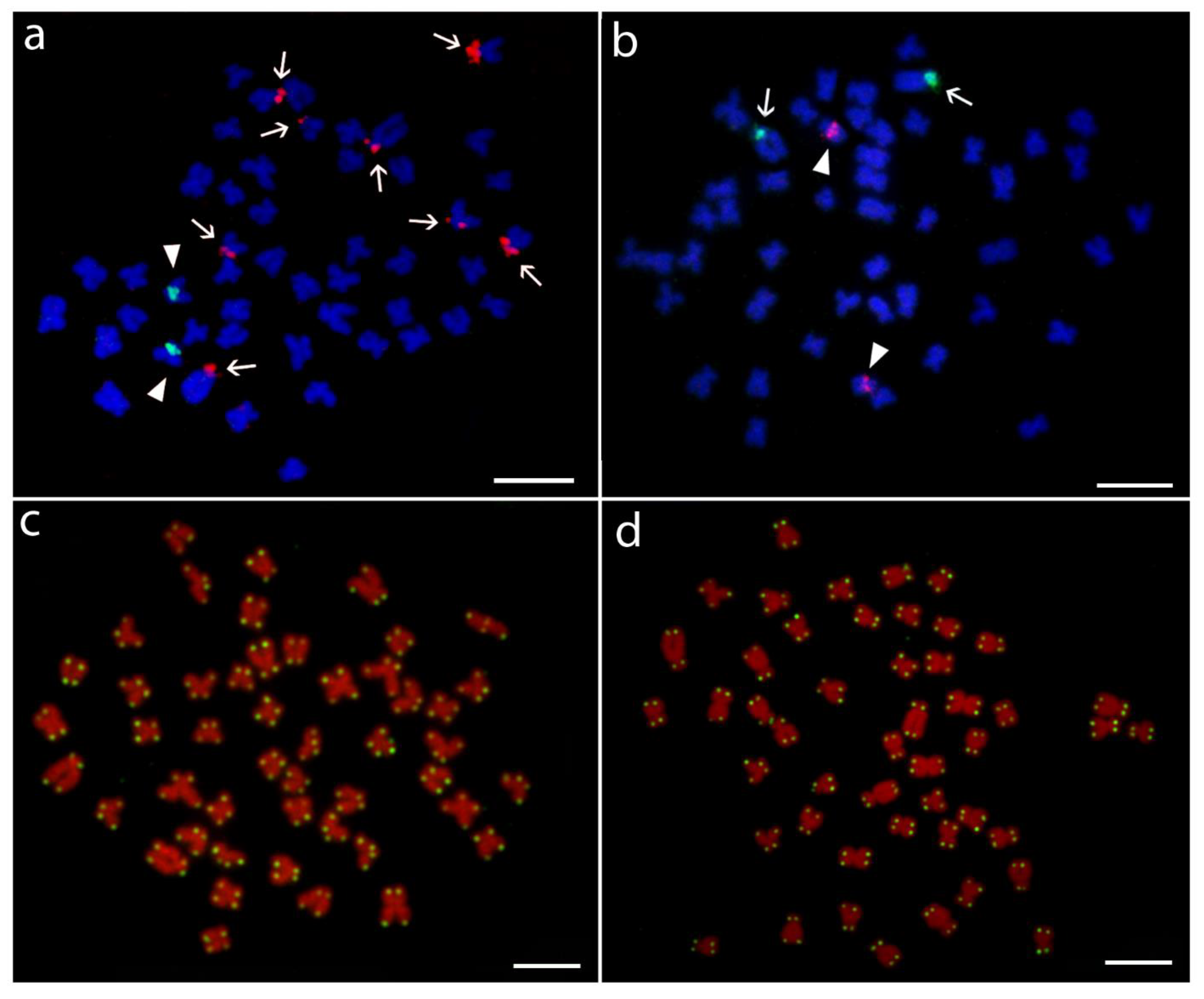 Genes 11 00479 g004 Genes 11 00479 g004