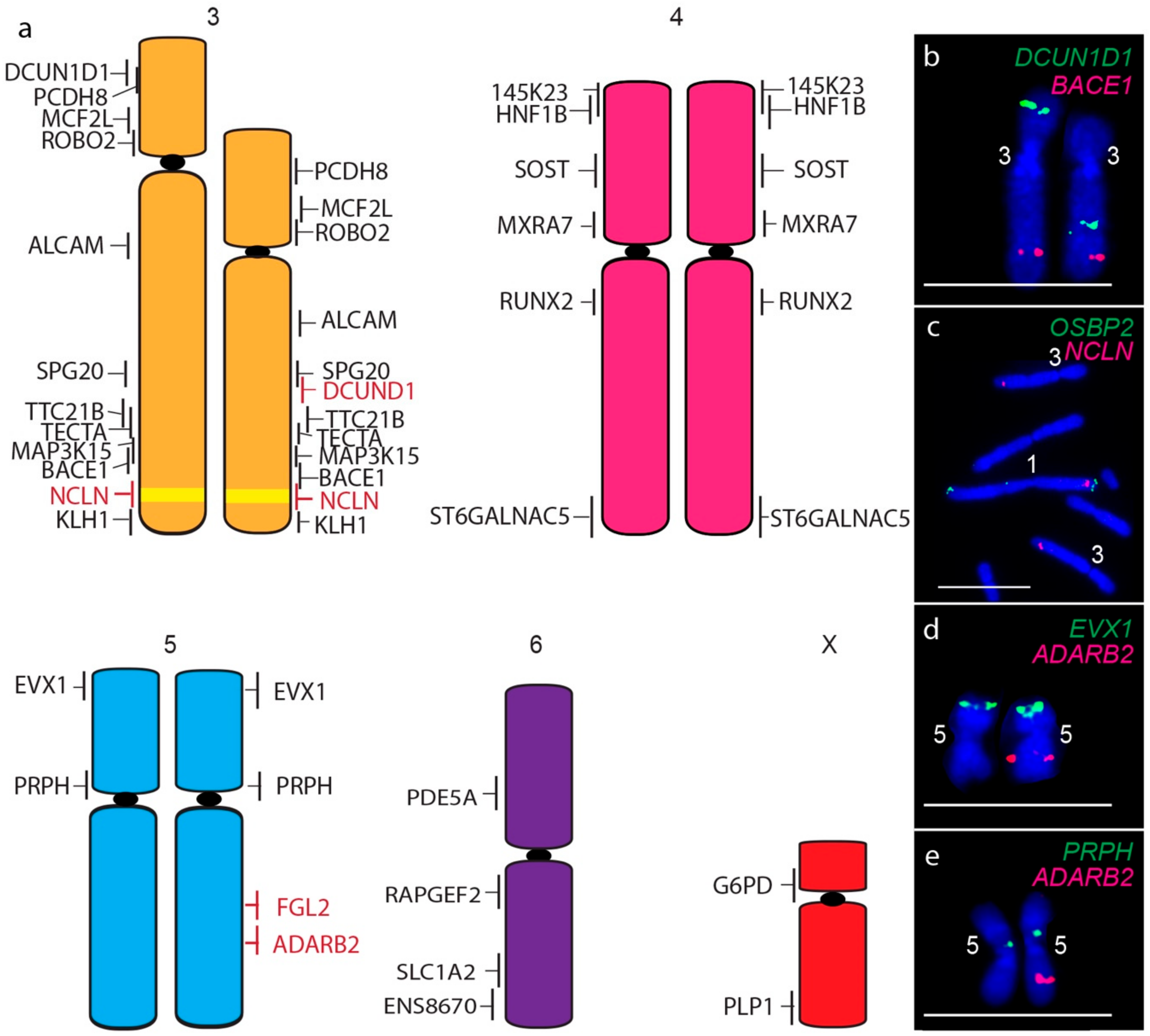 Genes 11 00480 g004 Genes 11 00480 g004