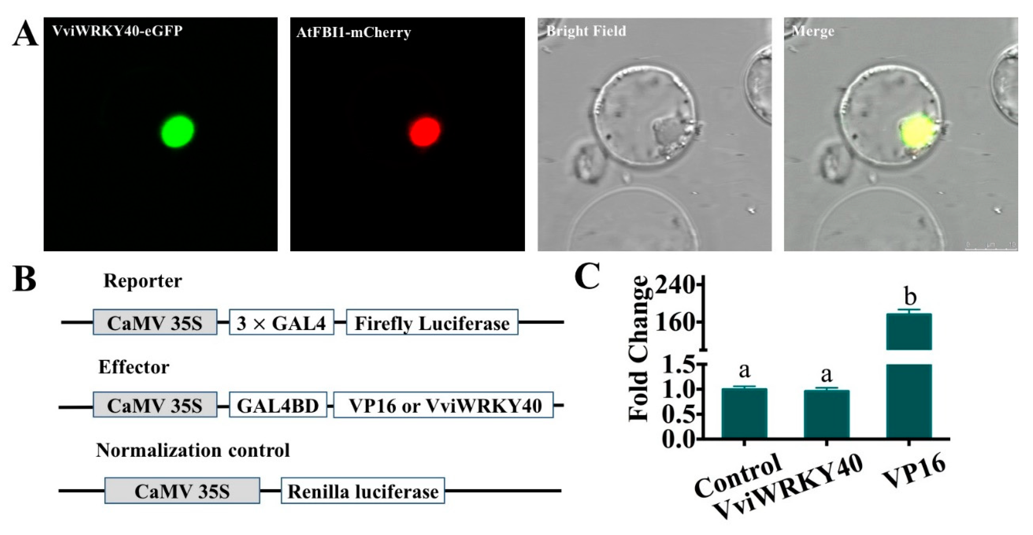 Genes 11 00485 g006