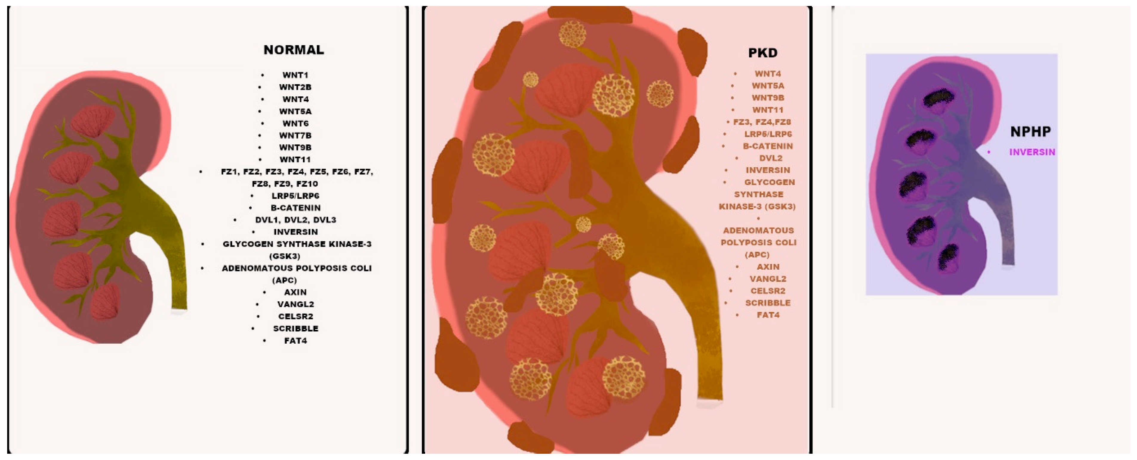 Genes 11 00496 g001 Genes 11 00496 g001