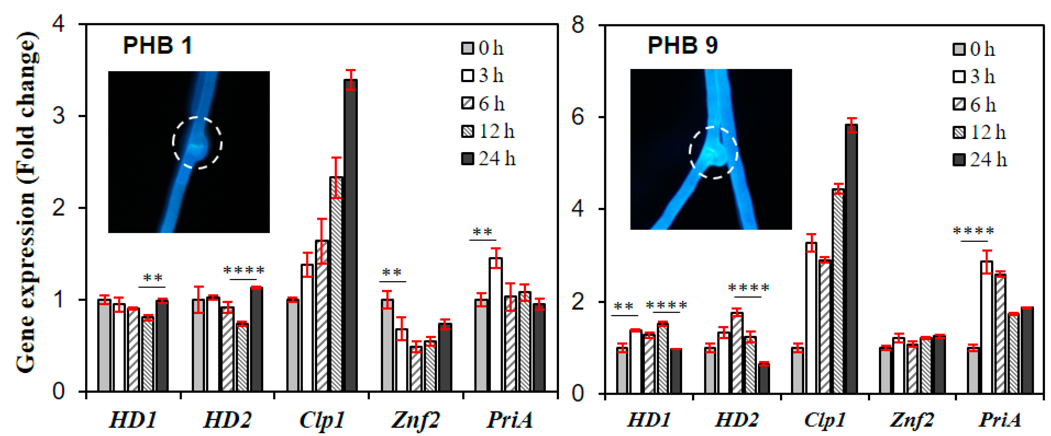 Genes 11 00506 g005 Genes 11 00506 g005