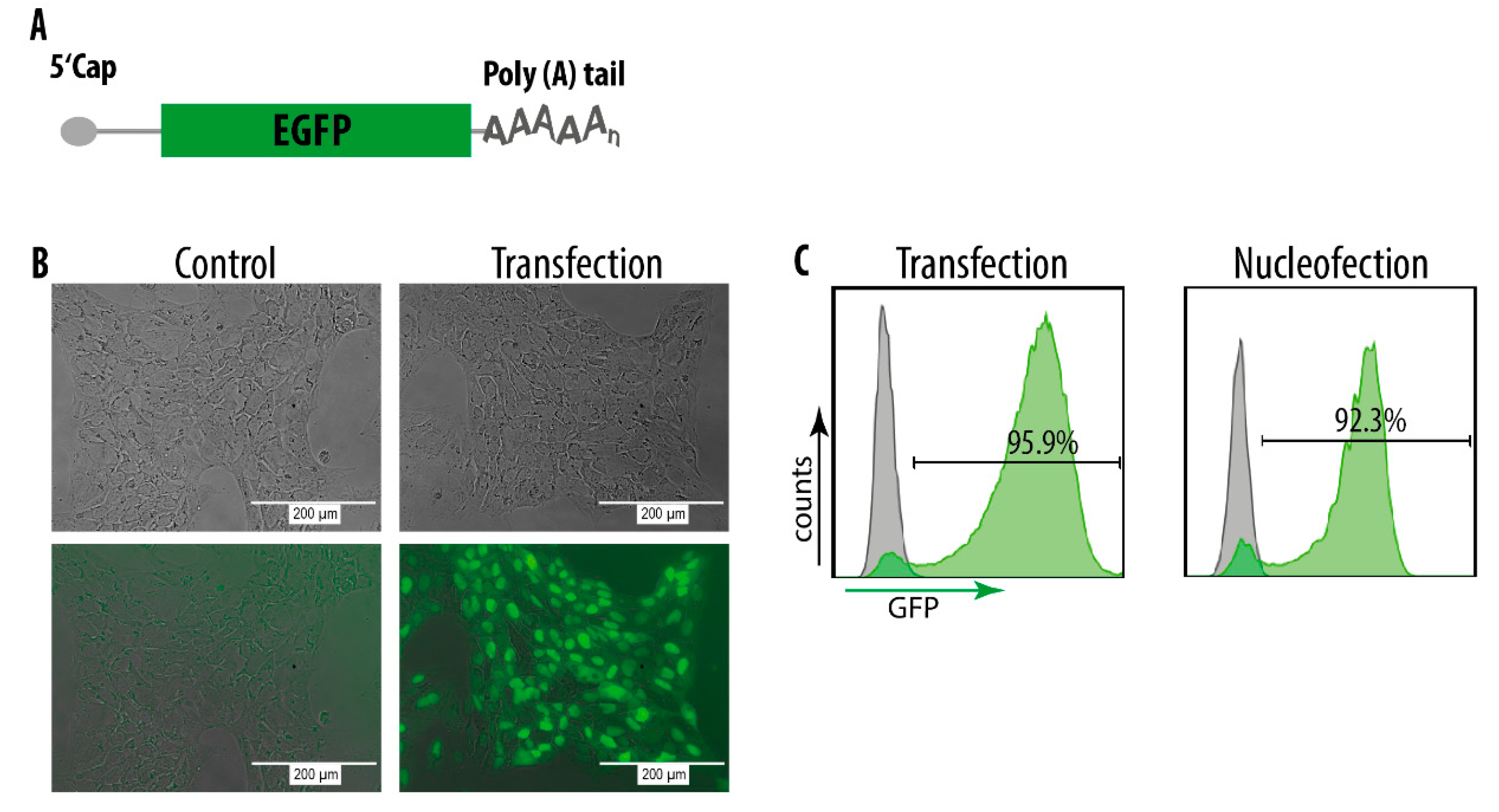 Genes 11 00511 g002 Genes 11 00511 g002