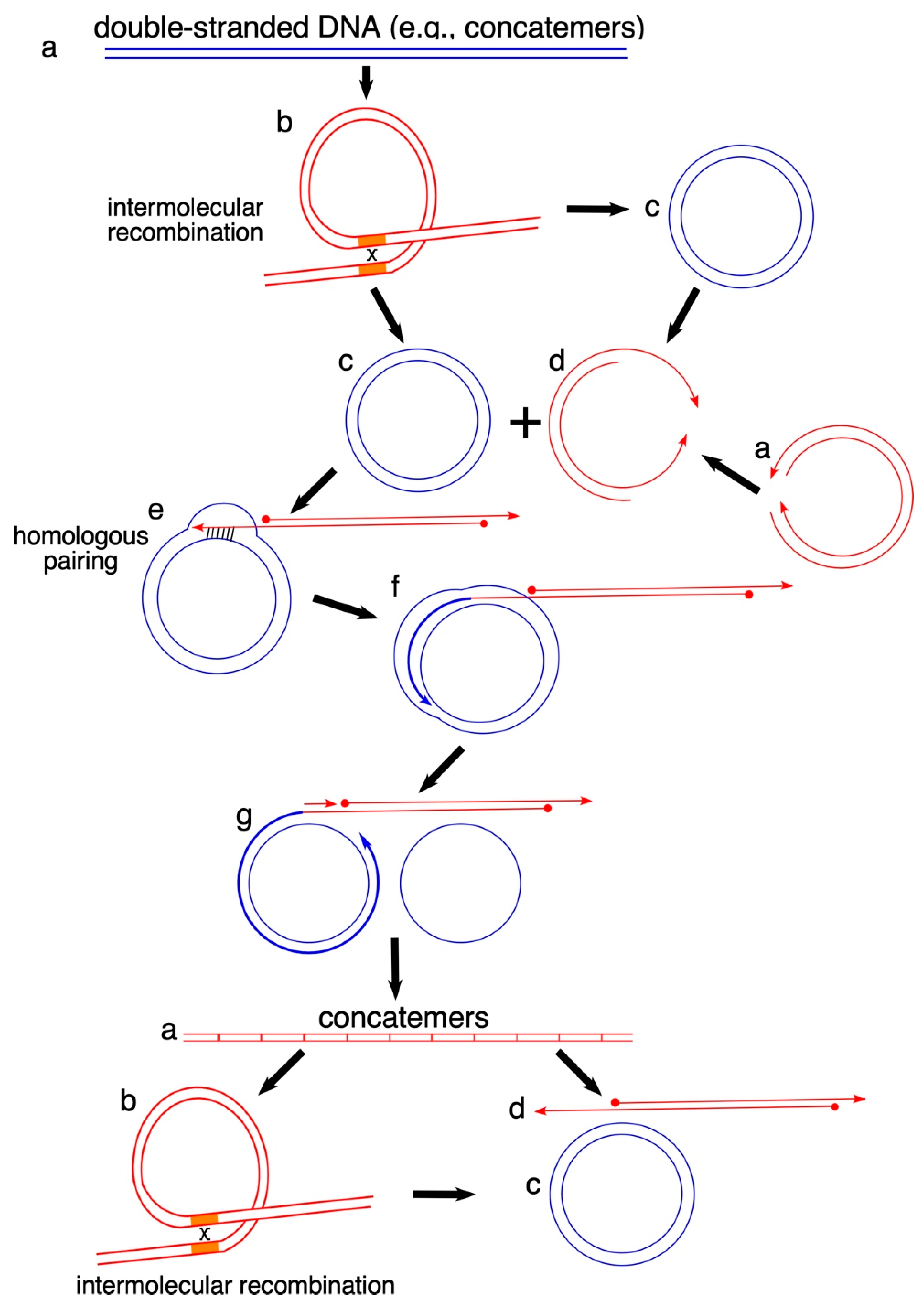 Genes Free Full Text Rolling Circle Replication In Mitochondrial Dna Inheritance Scientific Evidence And Significance From Yeast To Human Cells Html