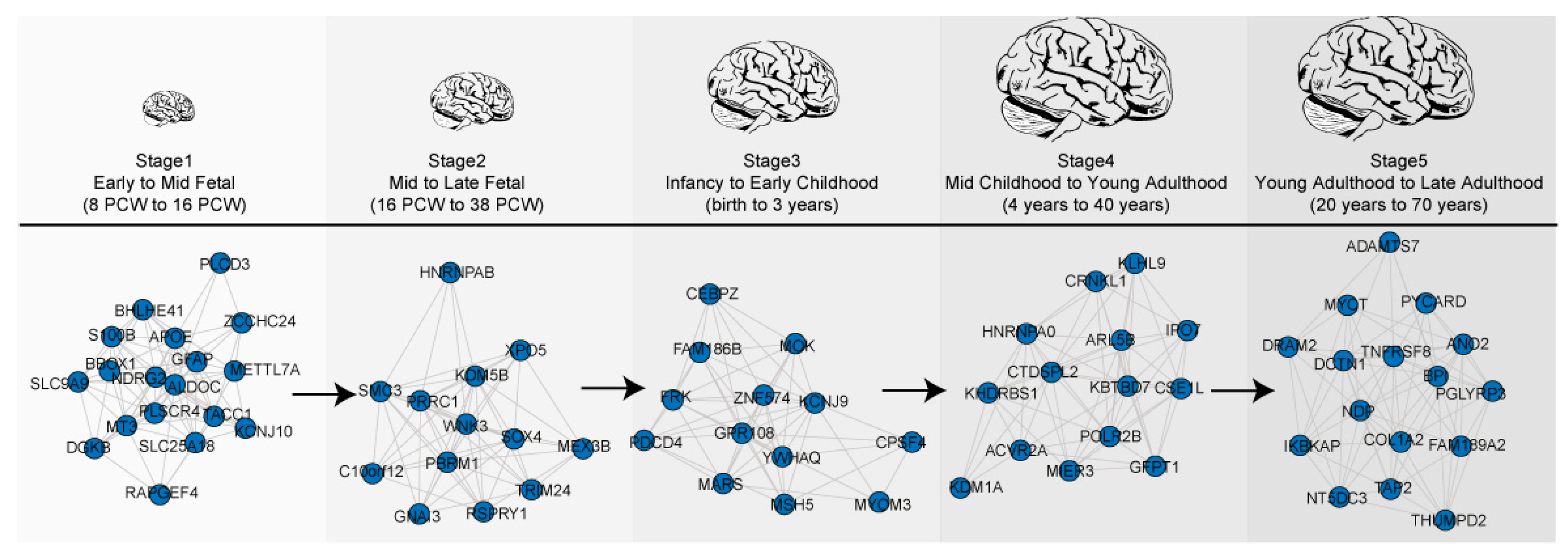 Brain Development Timeline Better Brains For Babies, 57% OFF