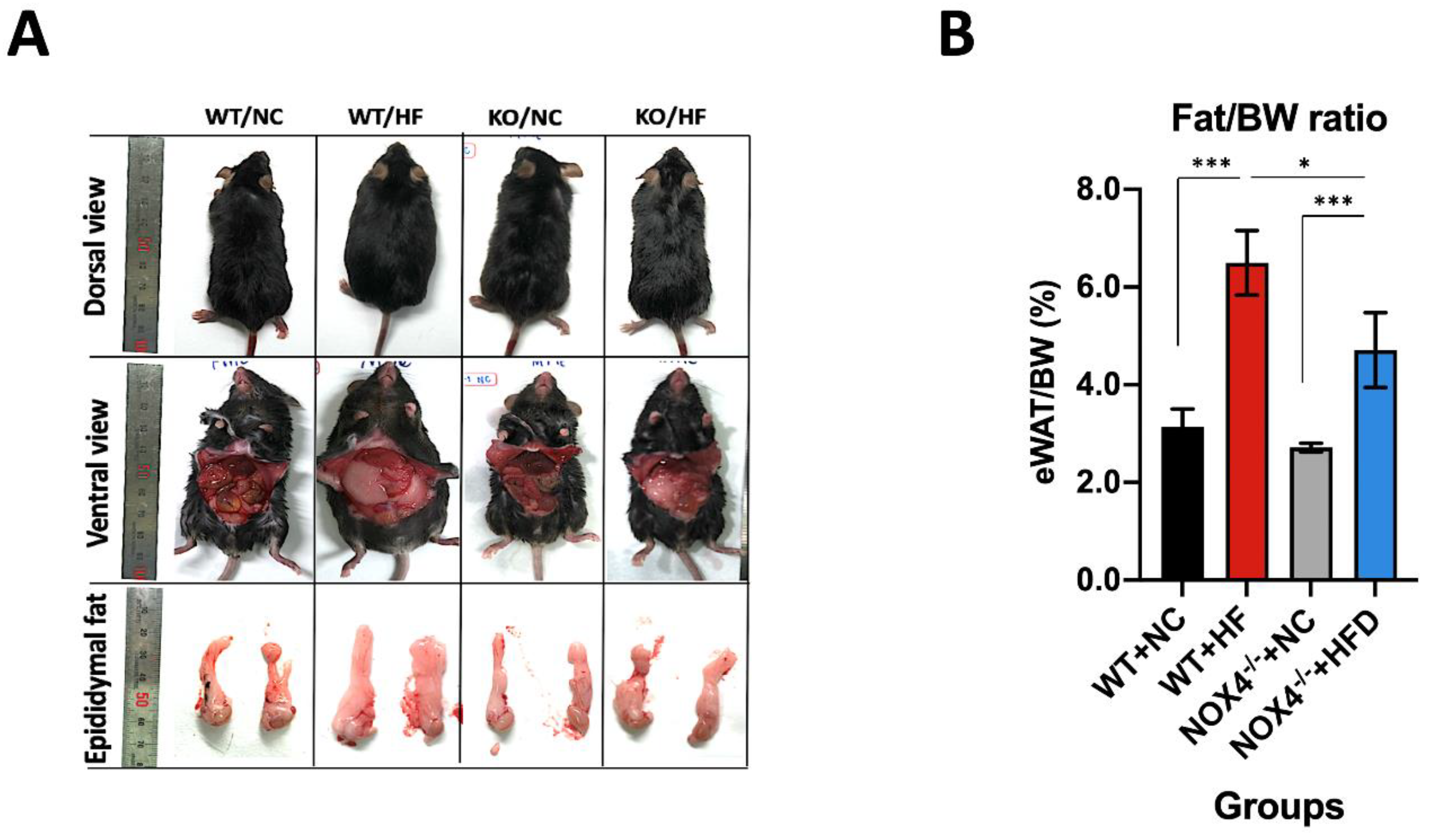 Genes 11 00567 g001 Genes 11 00567 g001