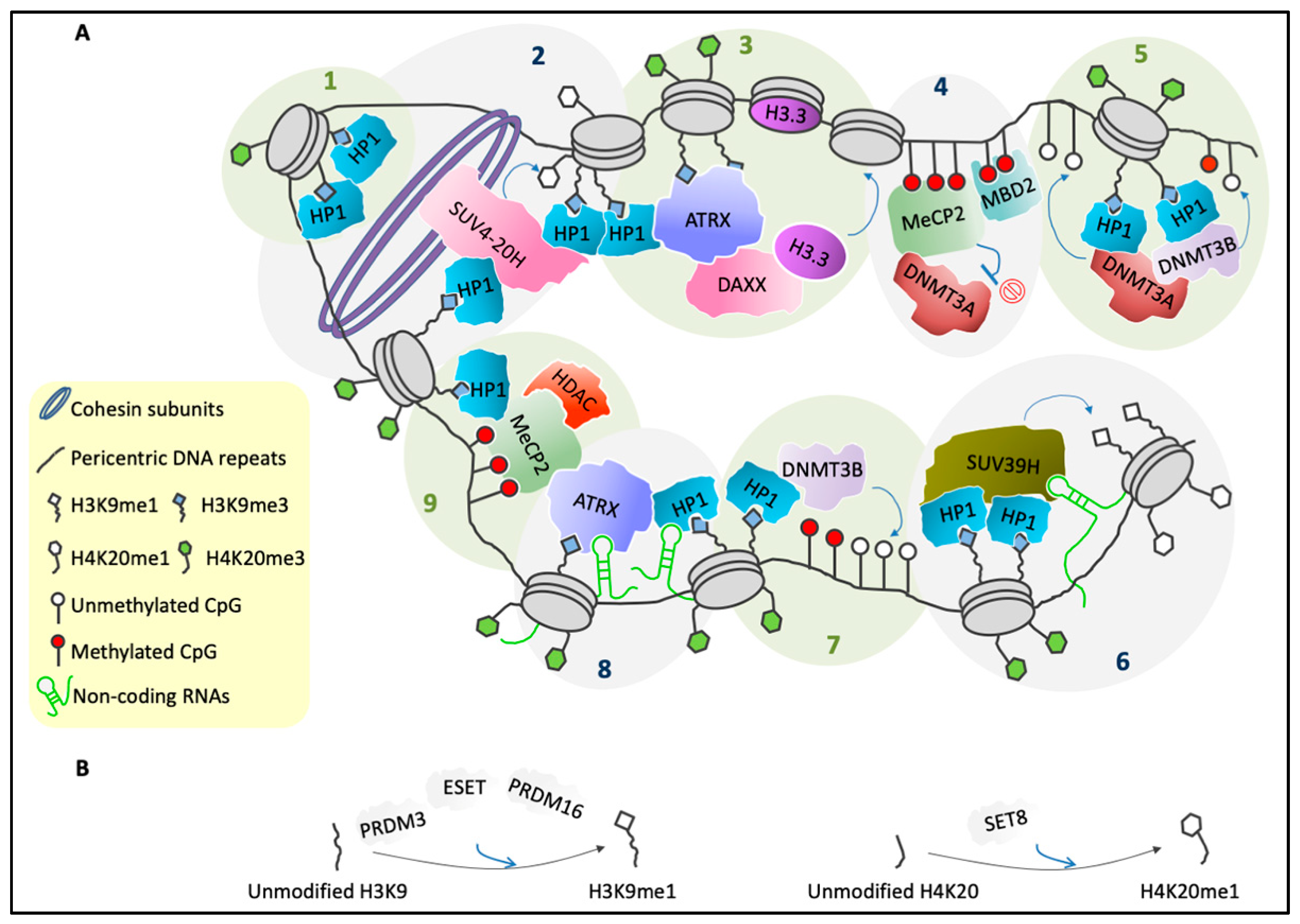 Genes 11 00595 g002
