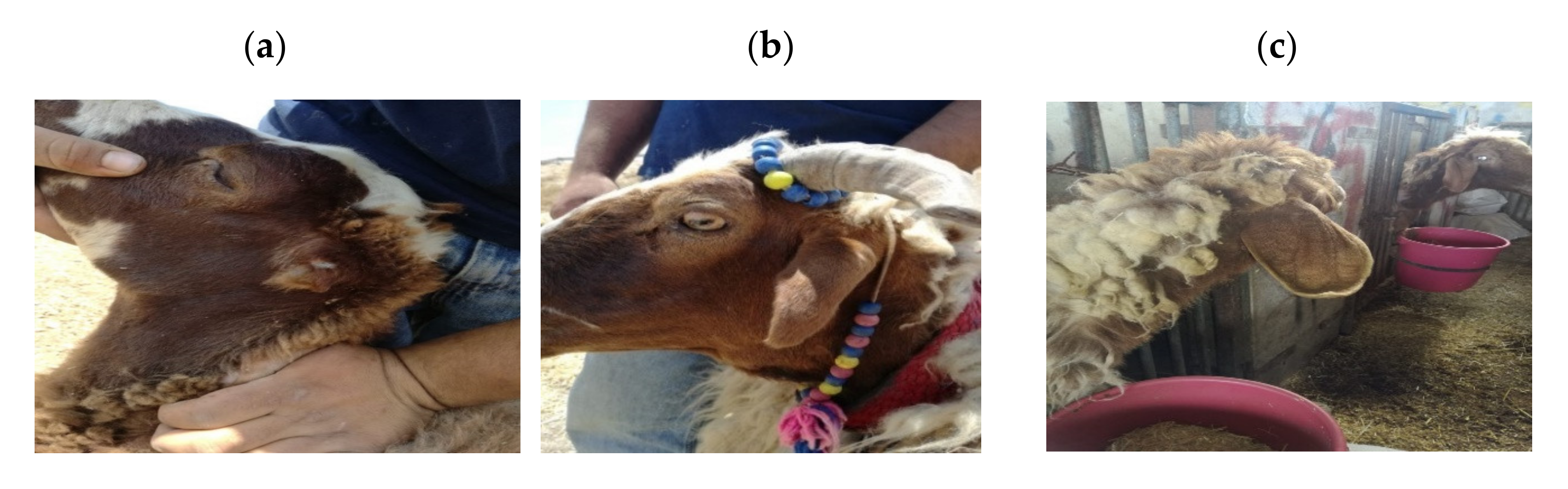 Genes 11 00597 g001 Genes 11 00597 g001