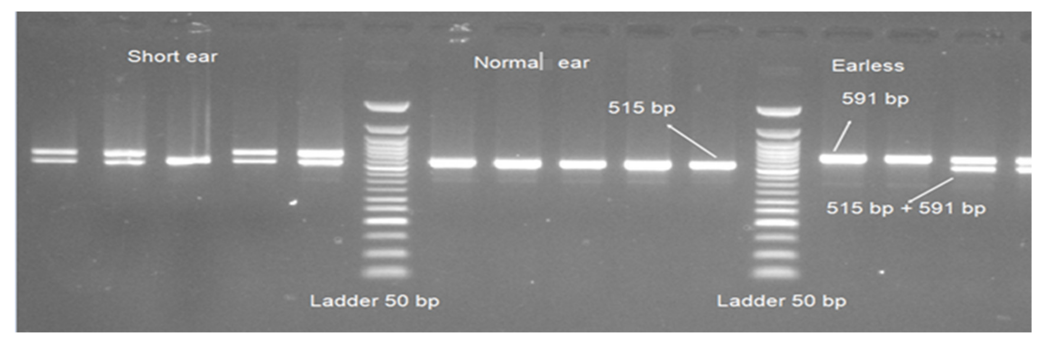 Genes 11 00597 g003 Genes 11 00597 g003