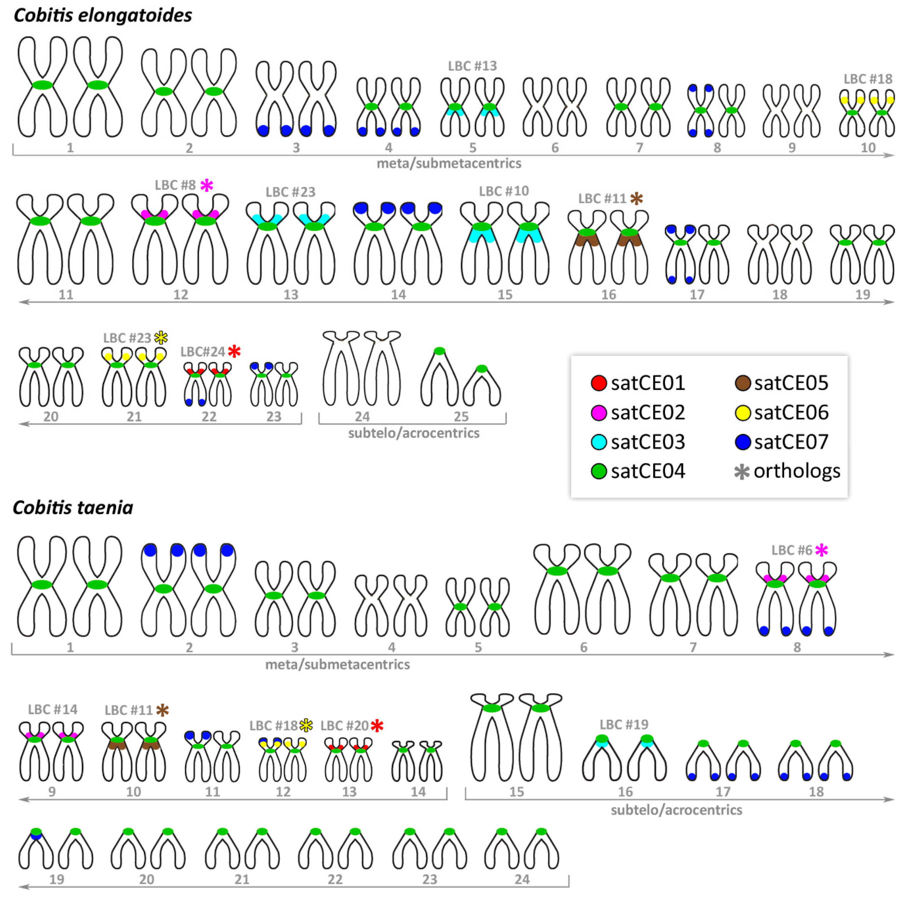 Genes 11 00617 g001