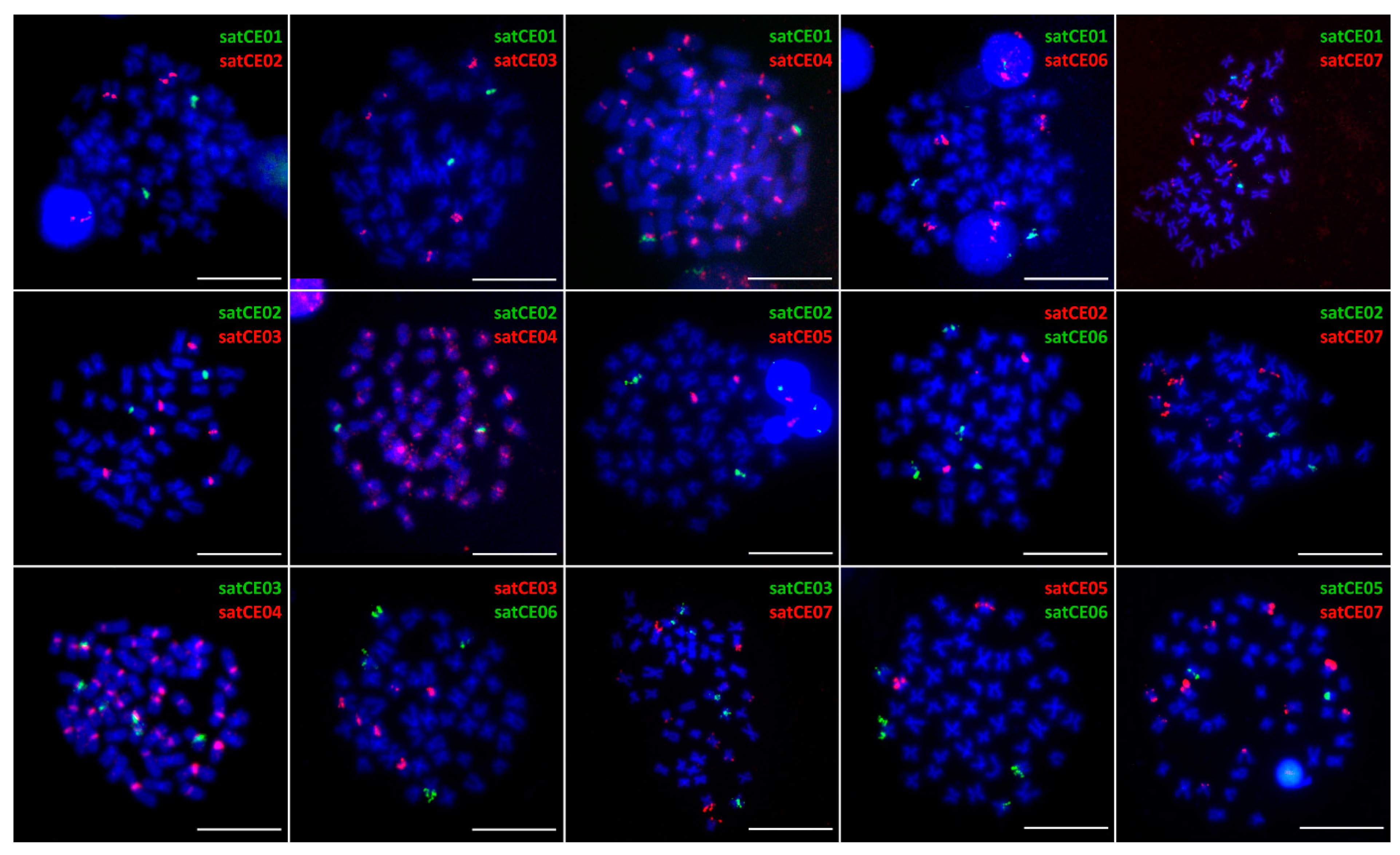 Genes 11 00617 g002