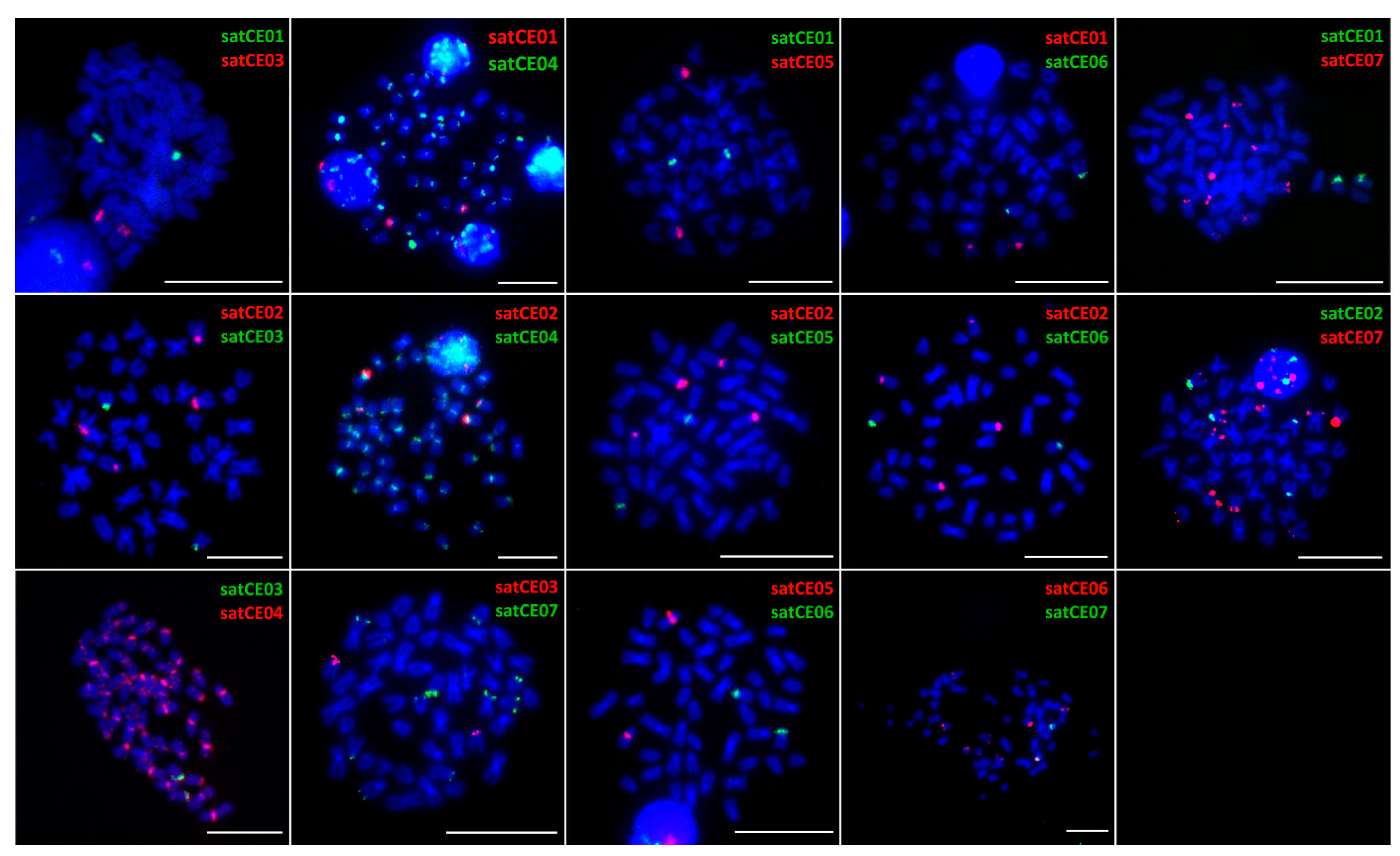 Genes 11 00617 g003