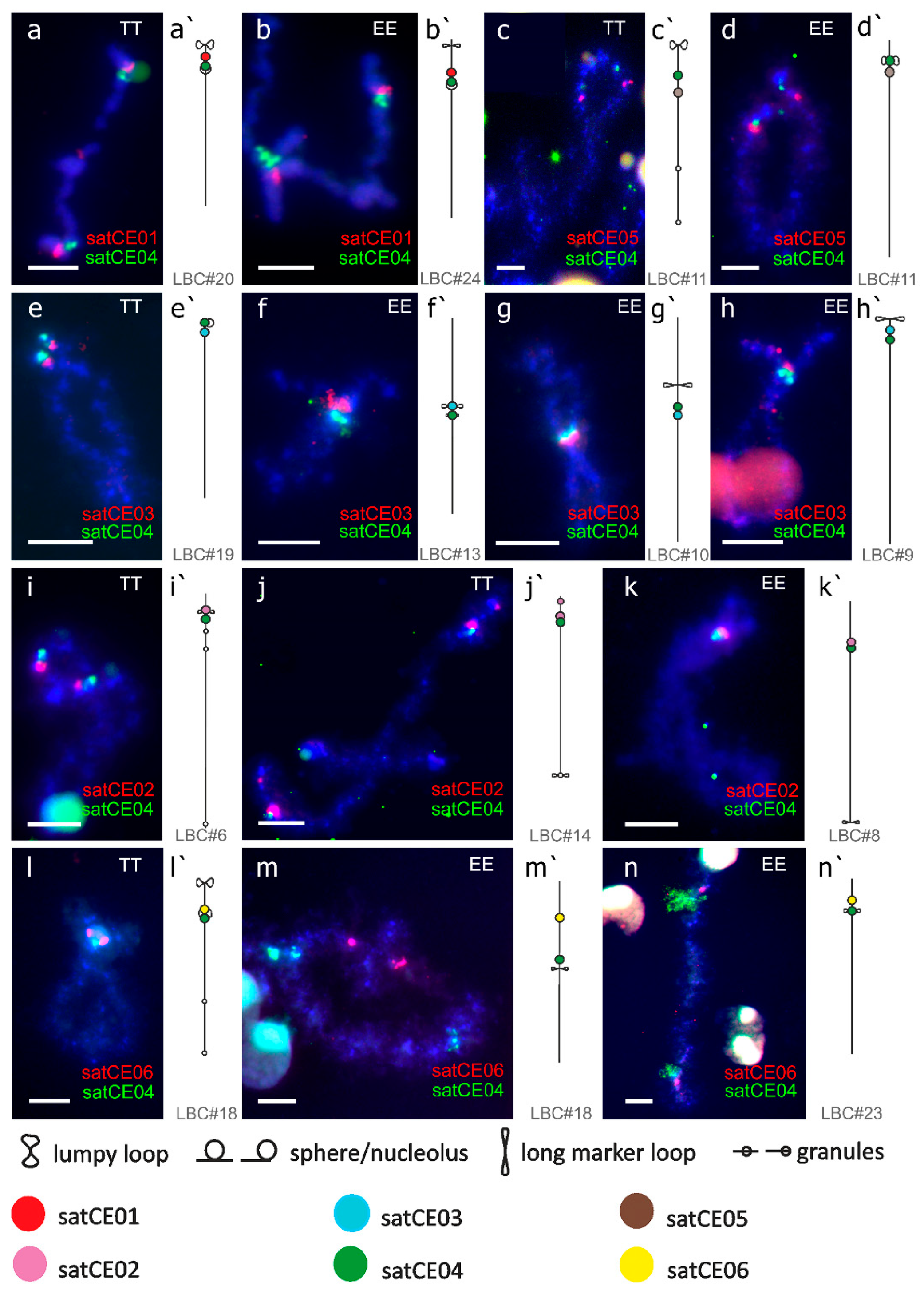 Genes 11 00617 g004
